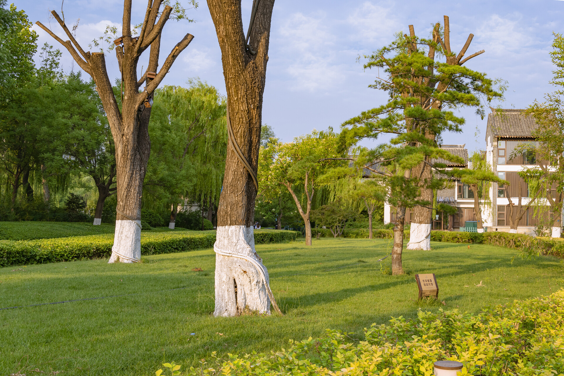 夏日公园里清新风景照片植物