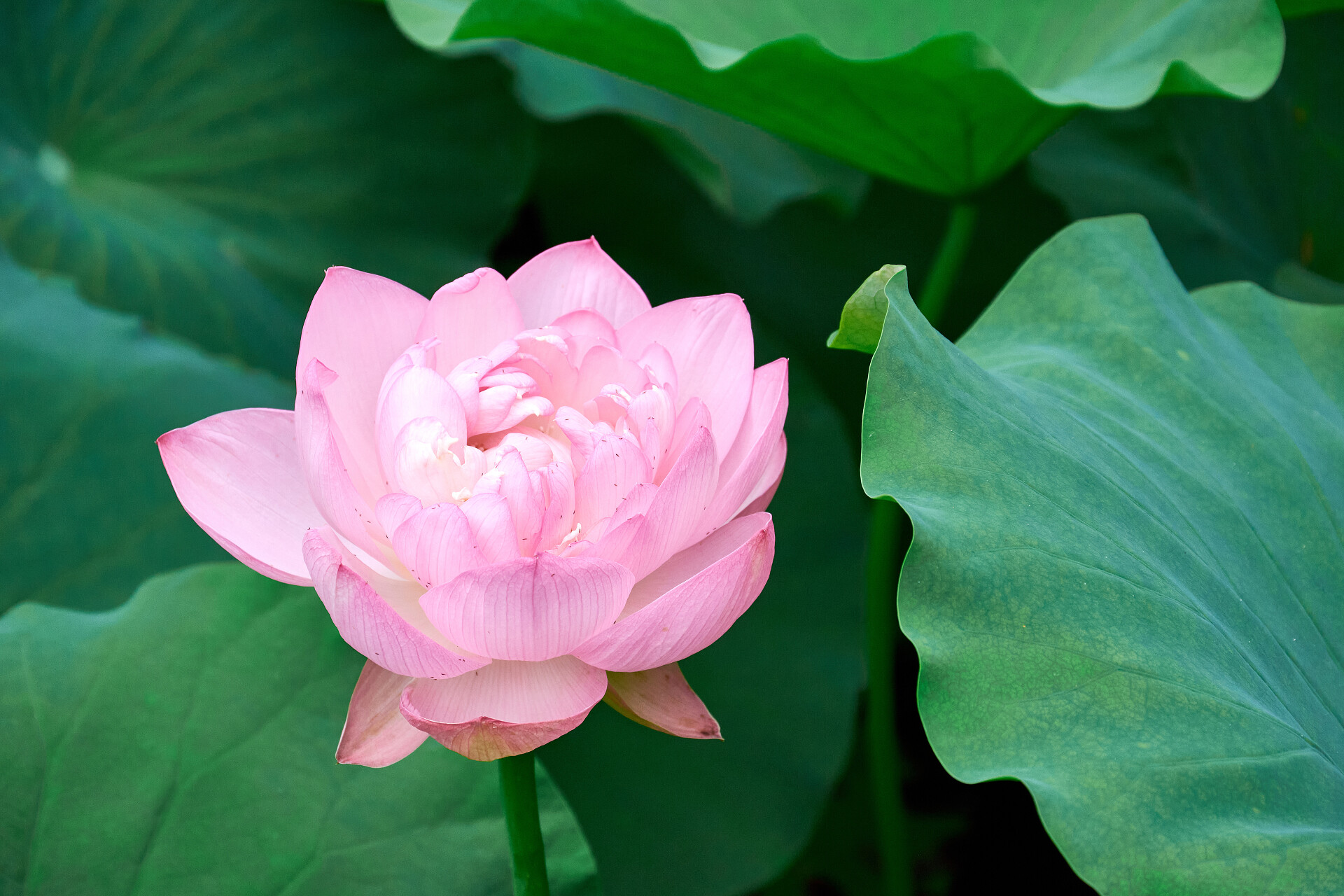 二十四节气夏至背景24节气夏天夏日夏天背景荷花植物廉政柳树湾夏天里的荷花植物