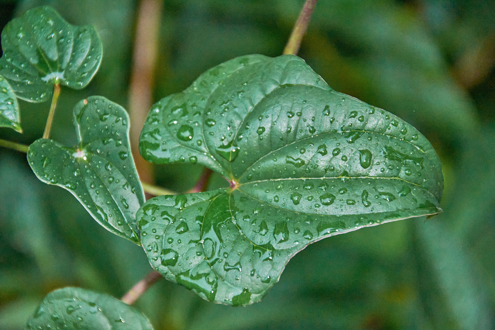 夏日雨中绿色叶子山水