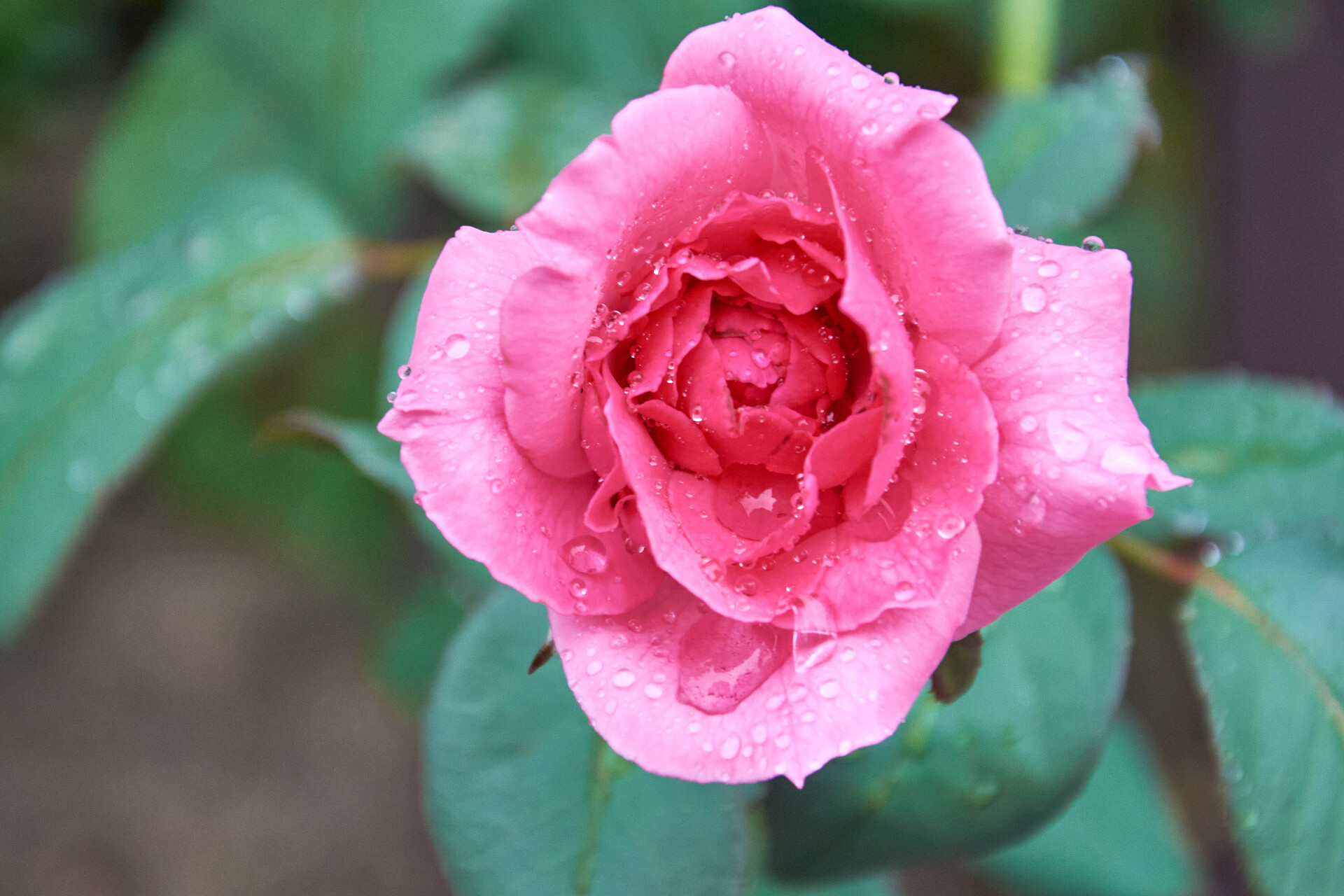 夏日雨中盛开的月季花山水