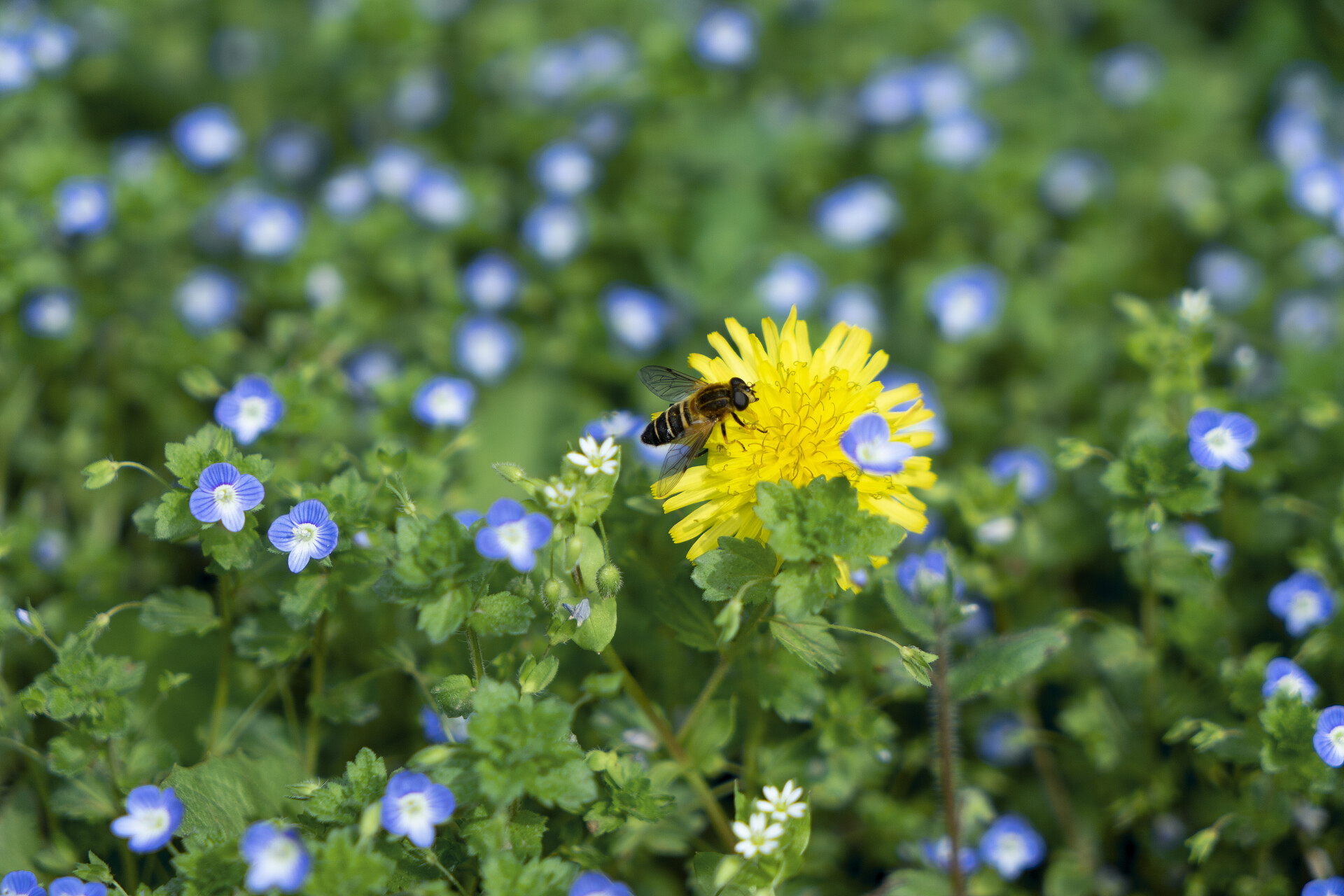 春天草地蜜蜂采蜜婆婆纳蒲公英自然