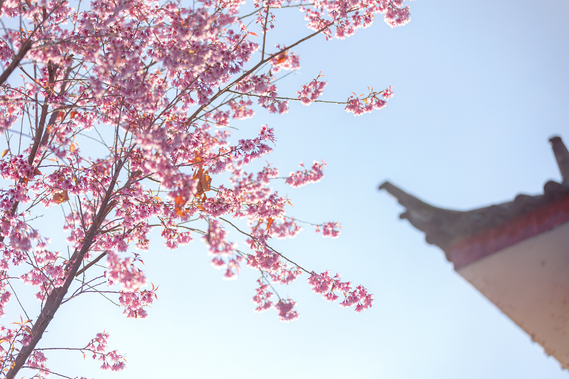 樱花春天花朵春暖花开春分摄影图配图