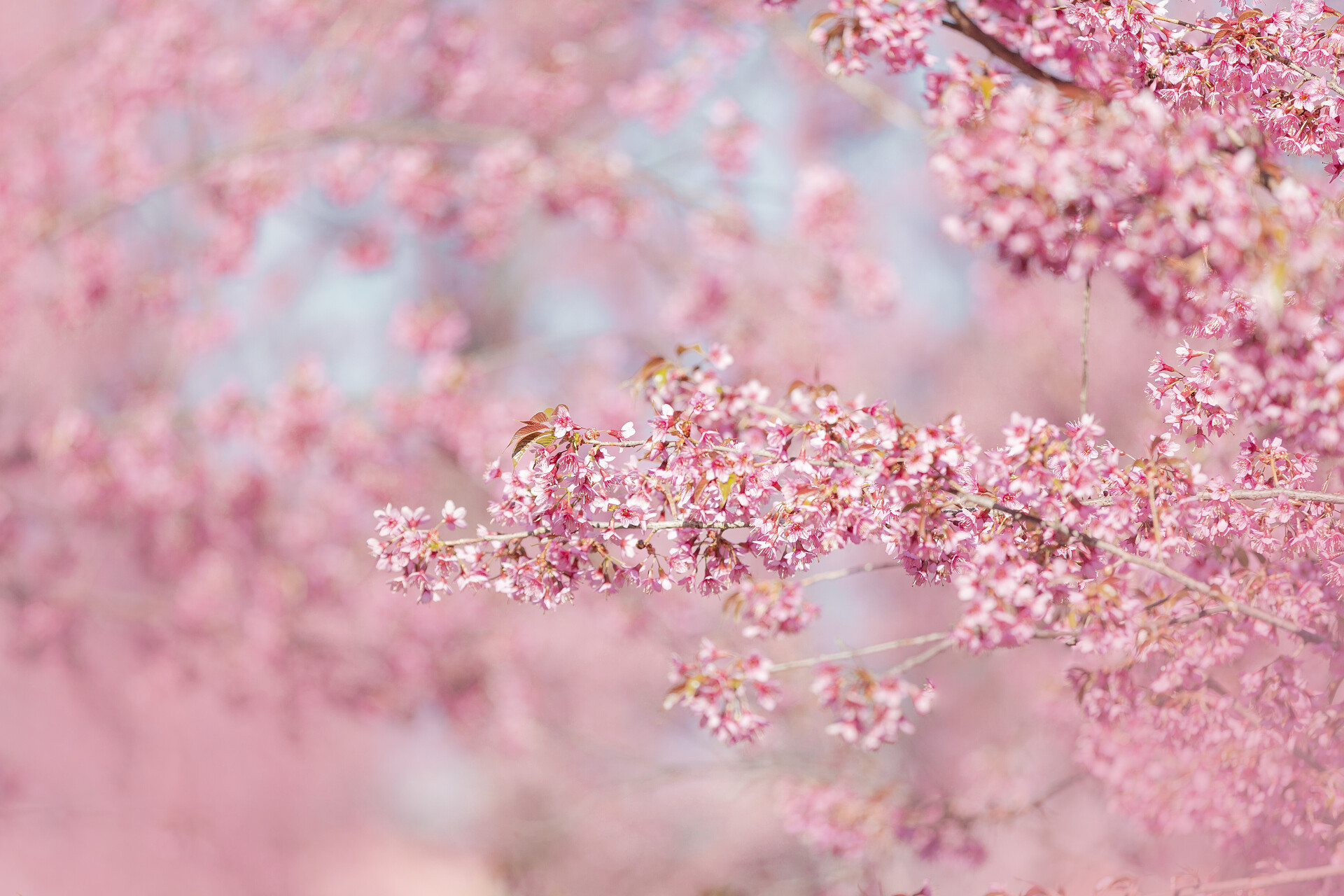 盛开的樱花樱花背景在春天韩国日本樱花盛开