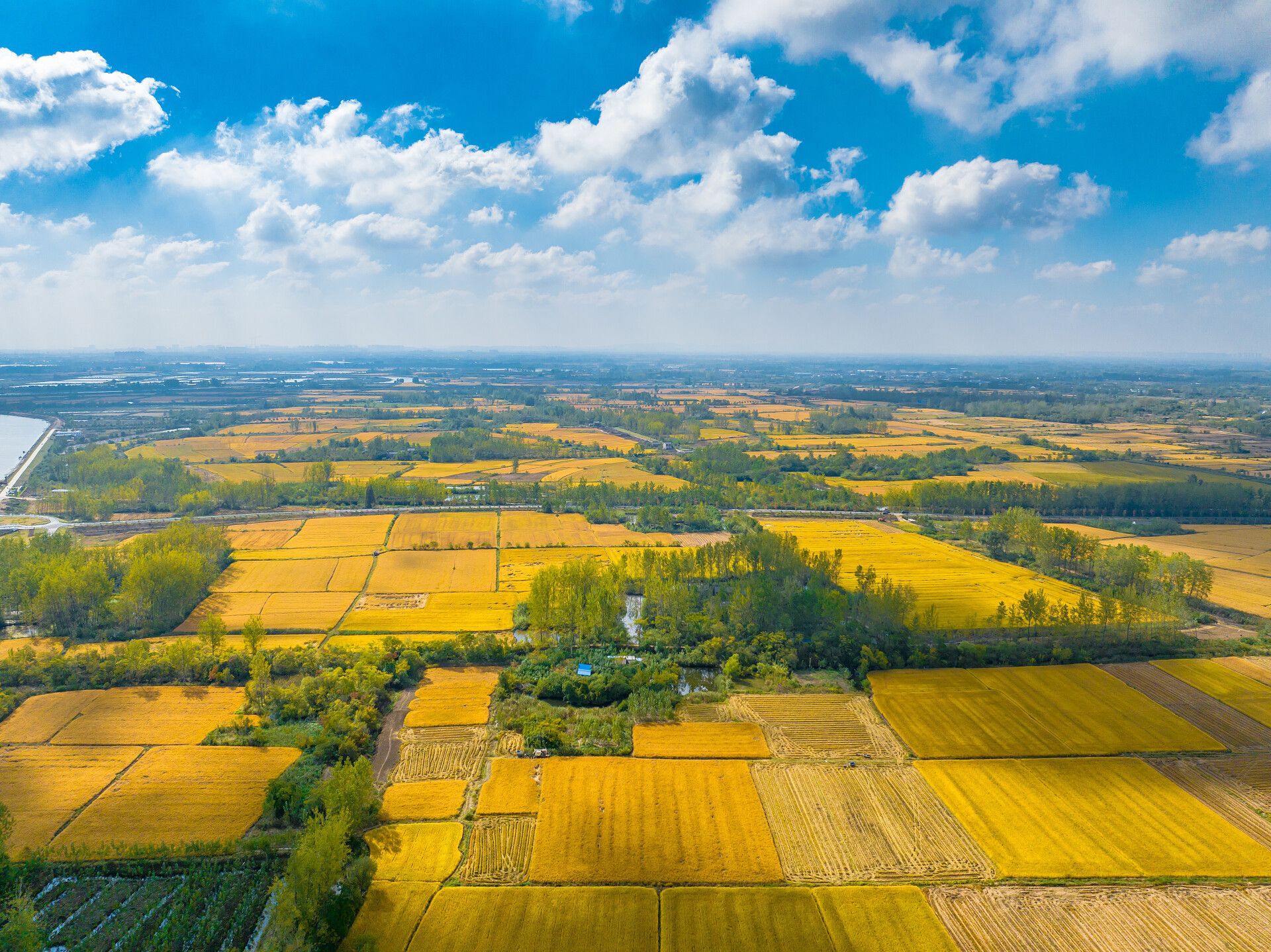 唯美自然风景丰收水稻田