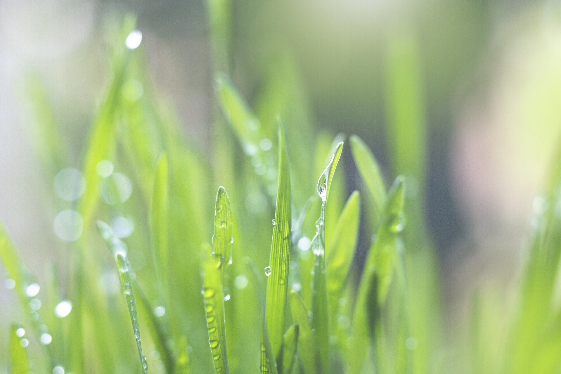 春天春季早晨阳光下发光的草上的露珠水滴谷雨摄影图