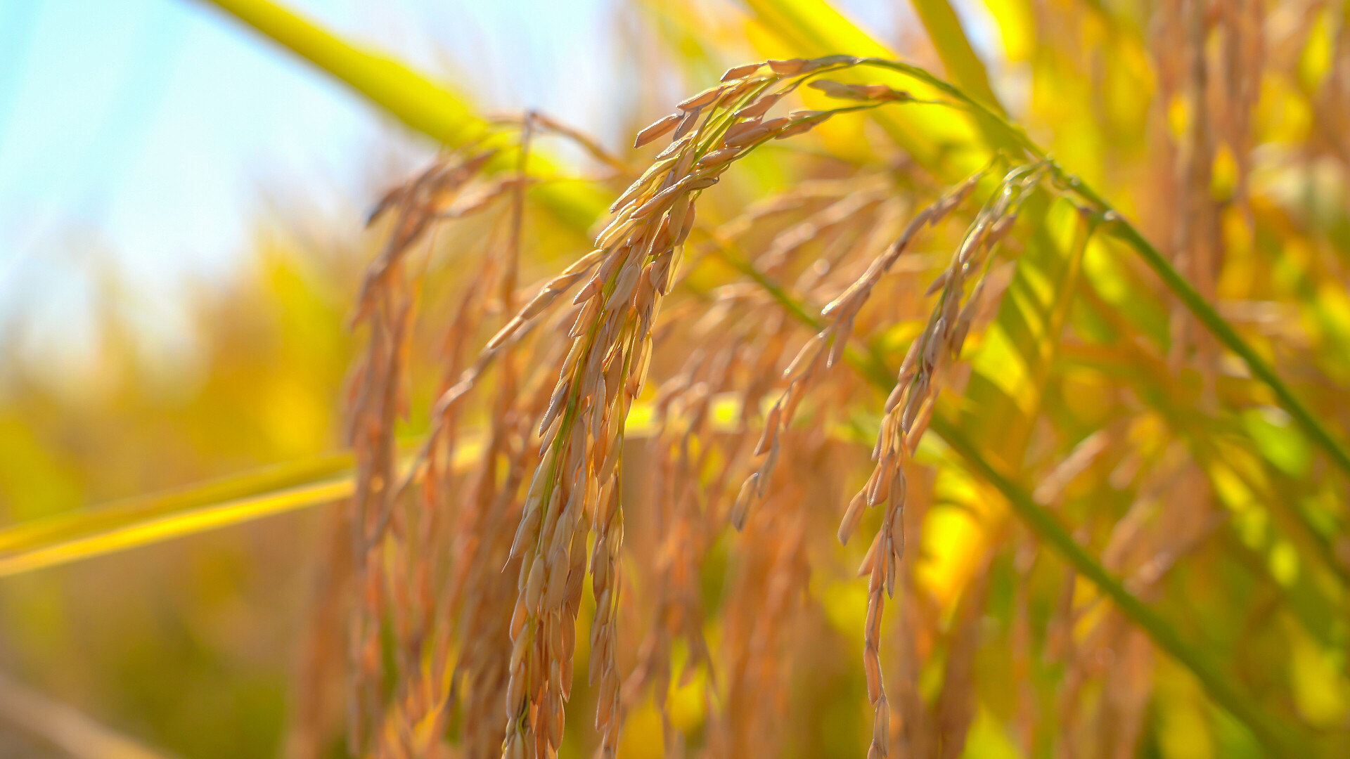 秋收金色水稻稻穗