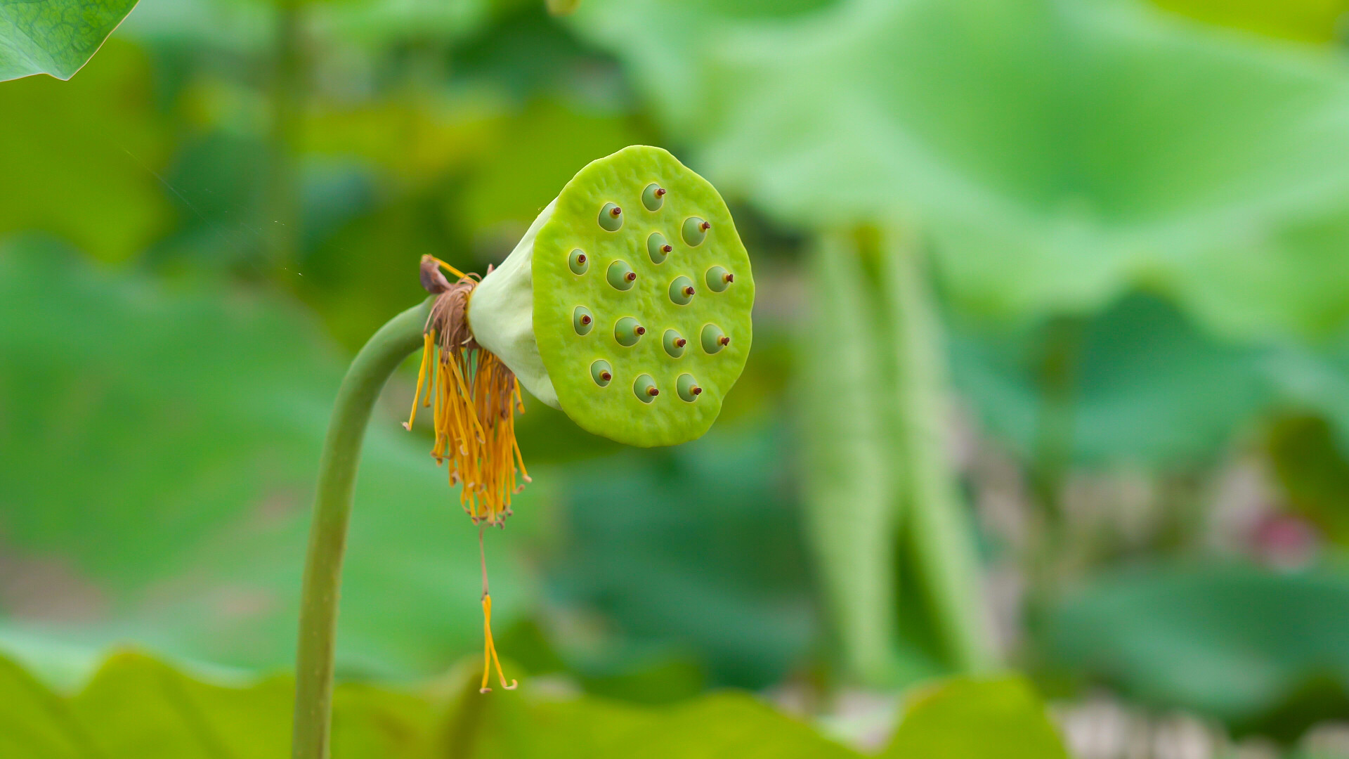 荷花荷叶夏荷唯美夏季荷花莲蓬