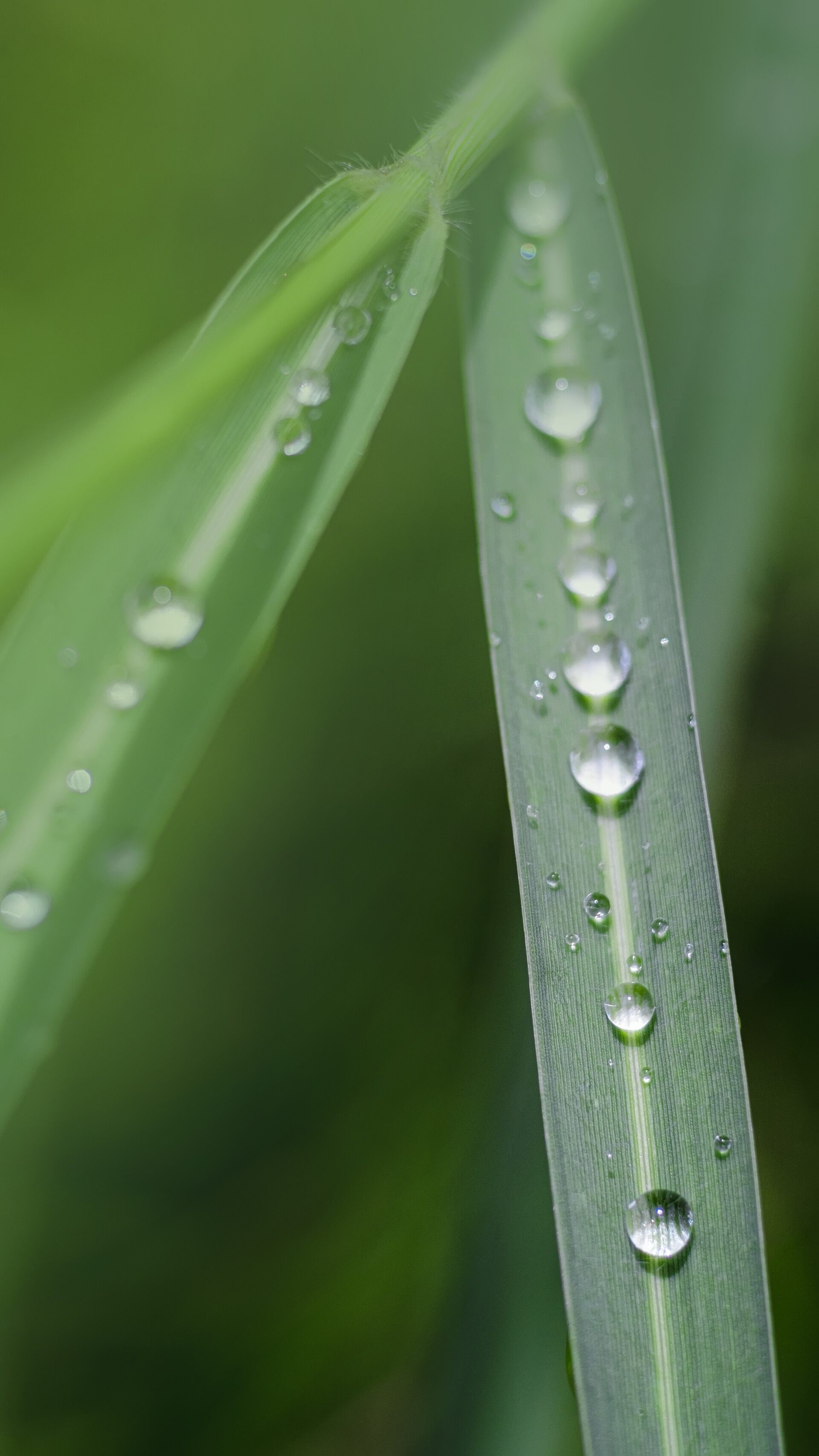 二十四节气谷雨谷雨植物水珠植物下雨摄影图配图