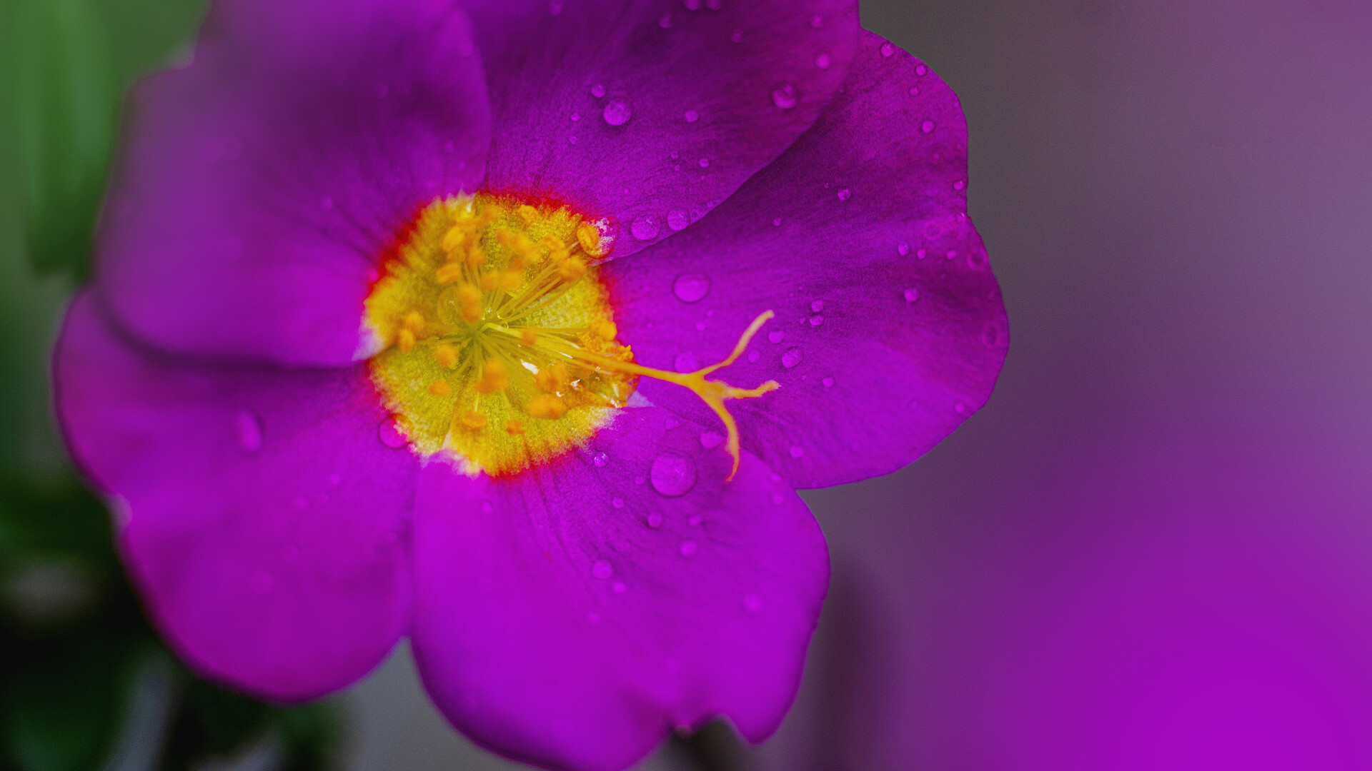 下雨白天花朵春雨近景摄影图配图