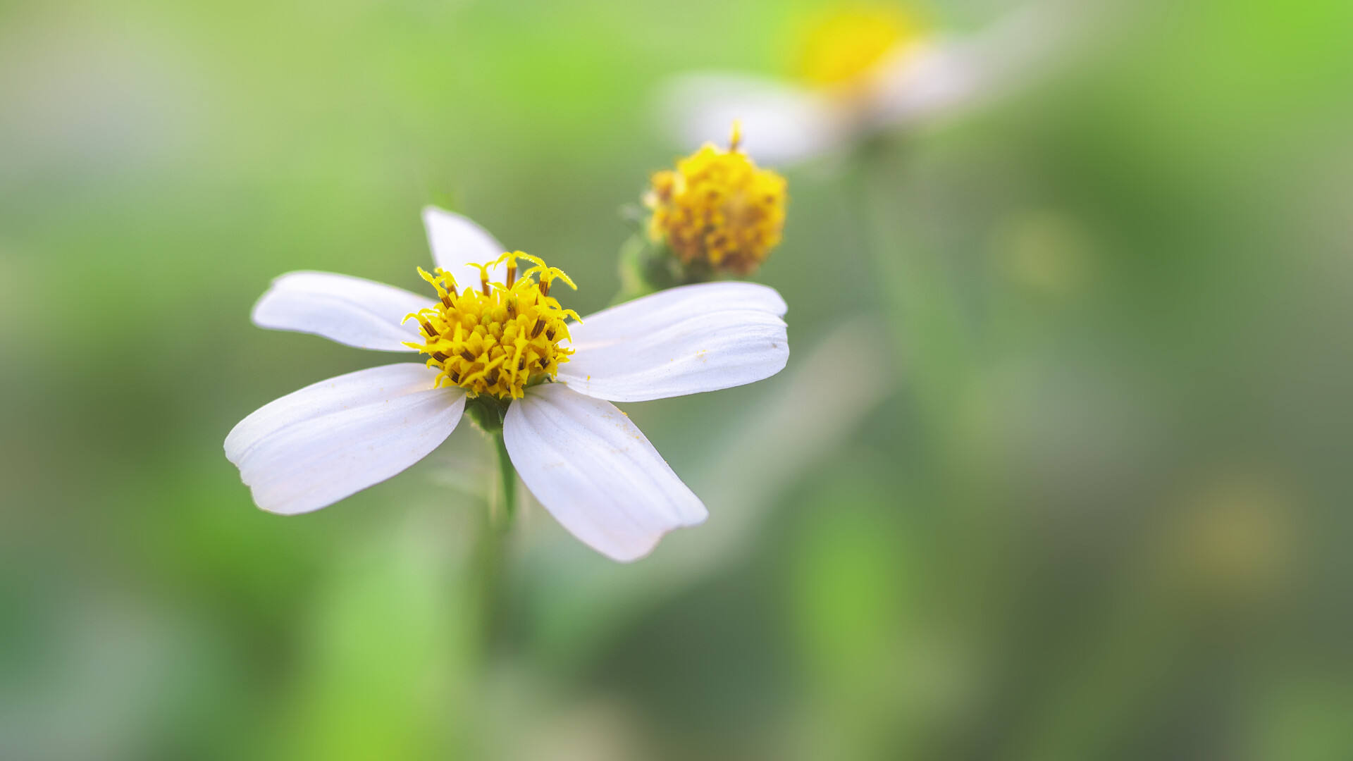 春天初夏天盛开小野花小雏菊摄影图