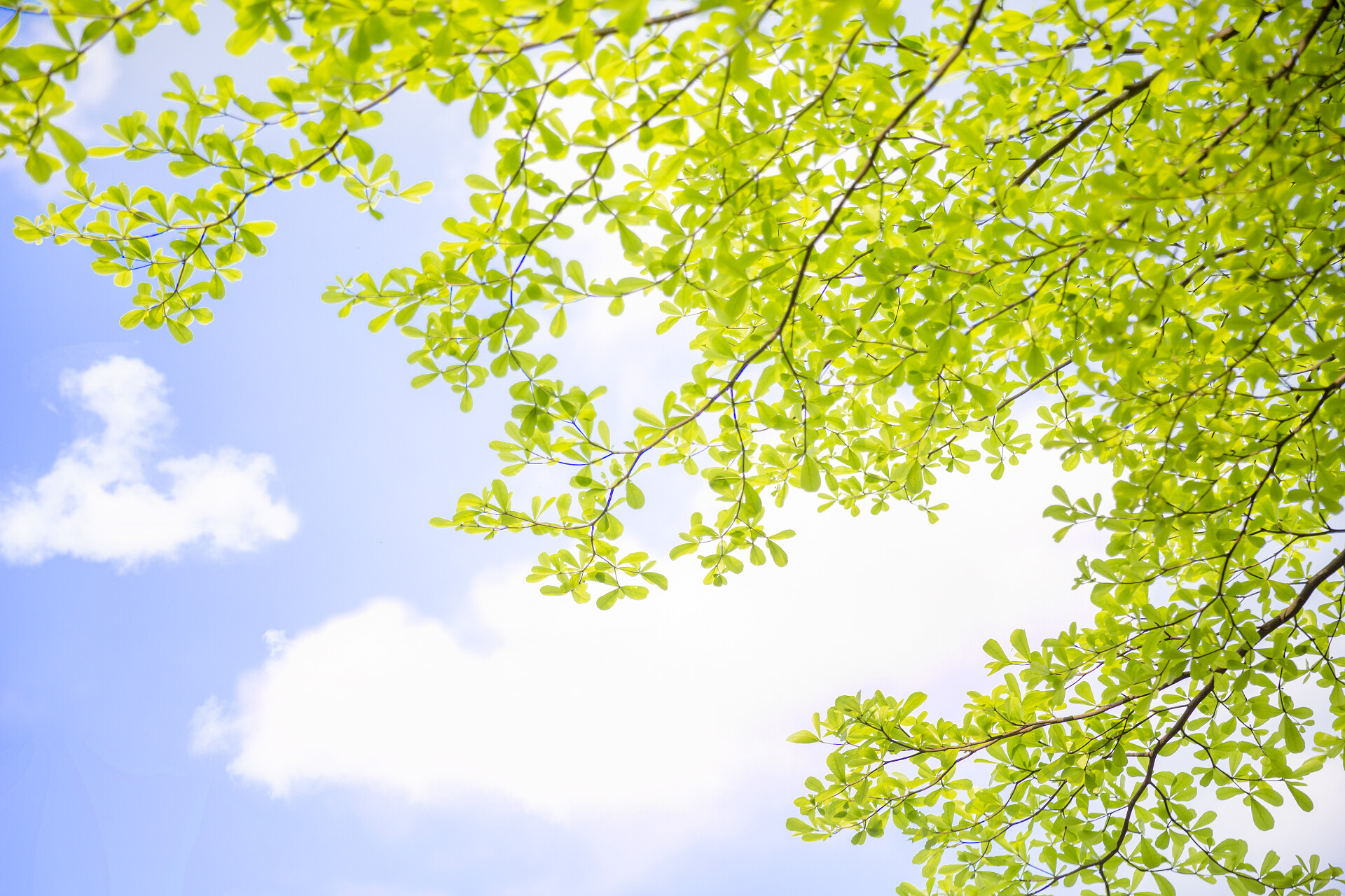 蓝天树叶叶子立夏季清新摄影图配图
