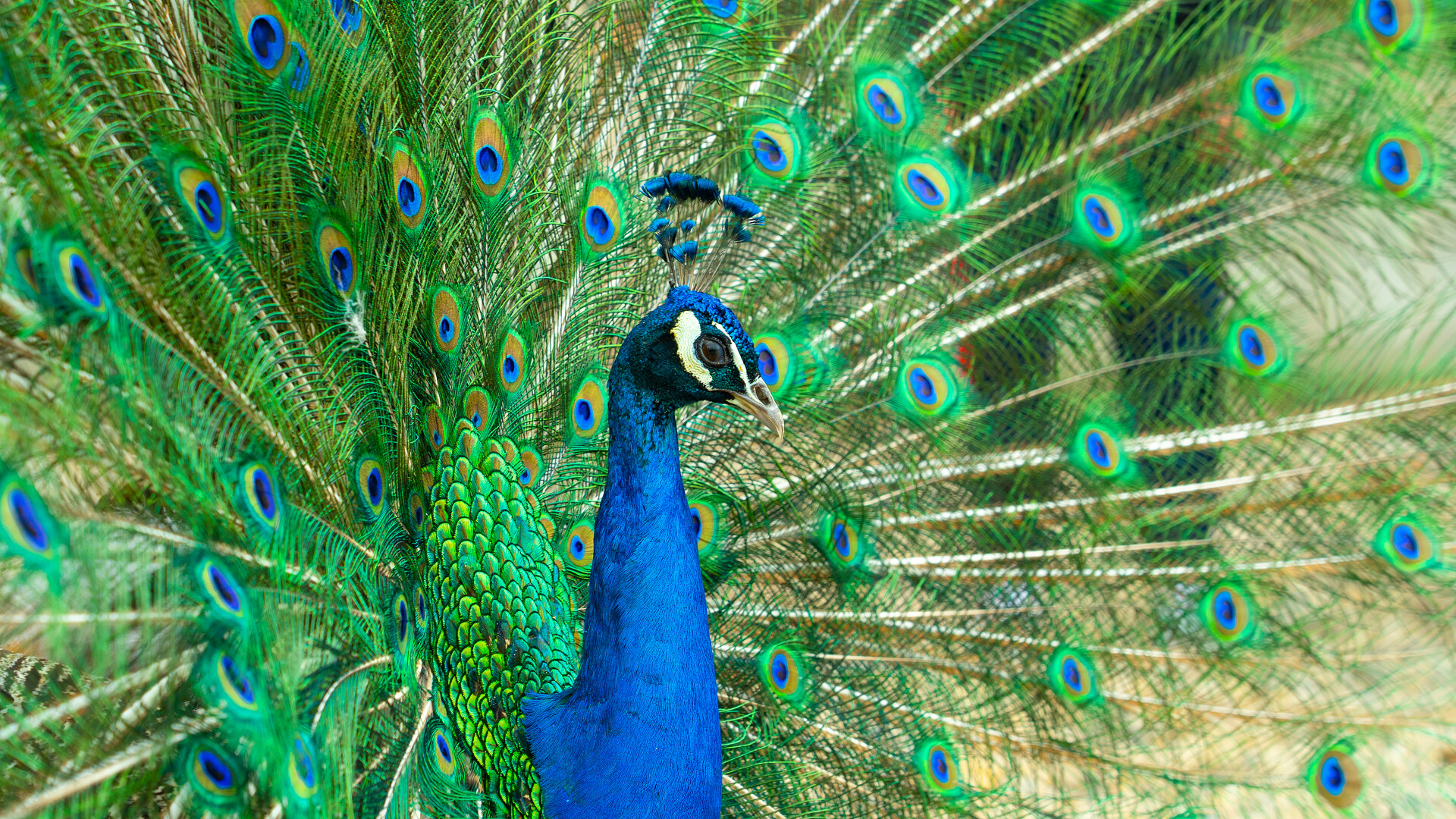 唯美动物蓝孔雀孔雀开屏