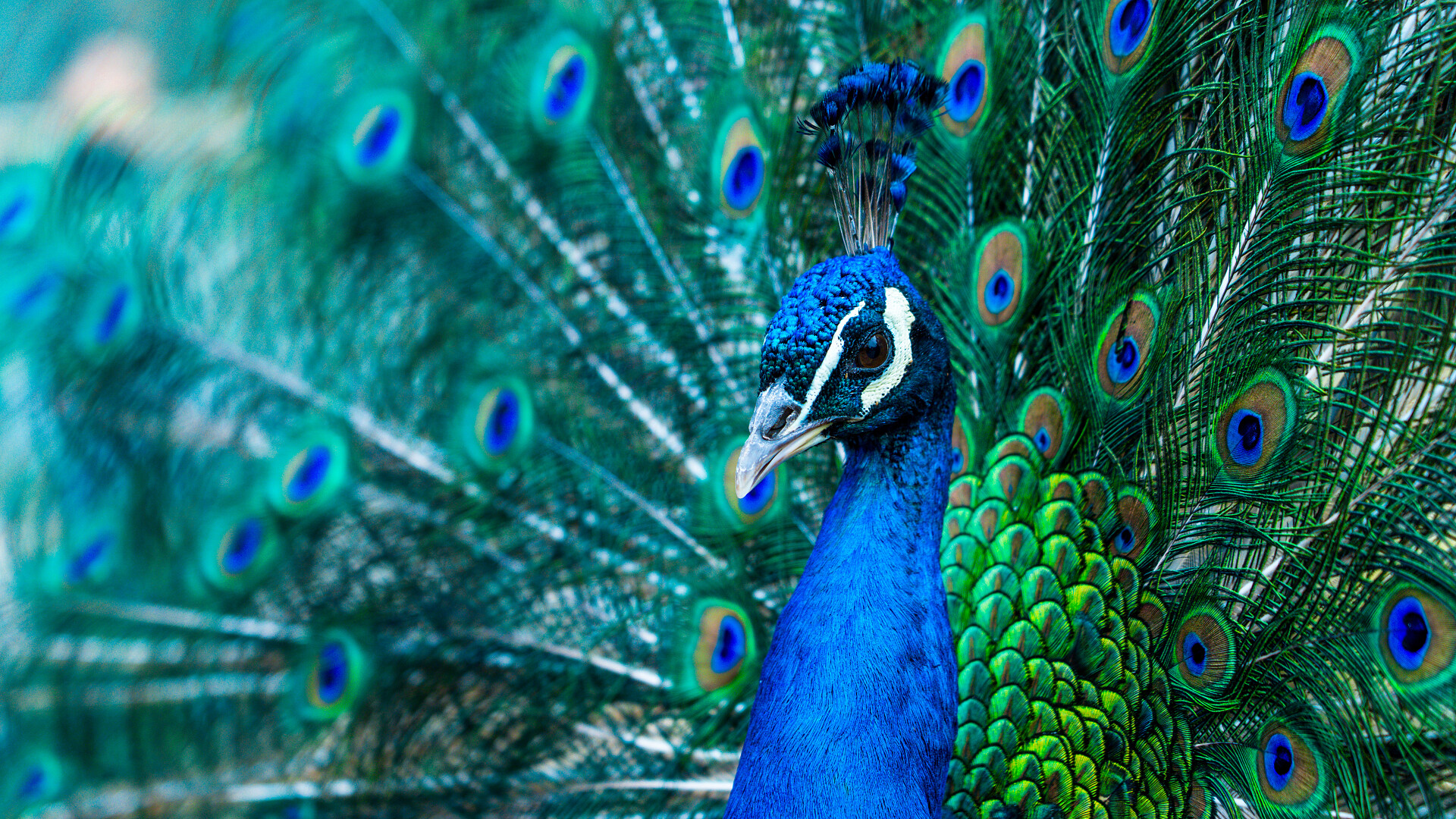 唯美动物蓝孔雀孔雀开屏