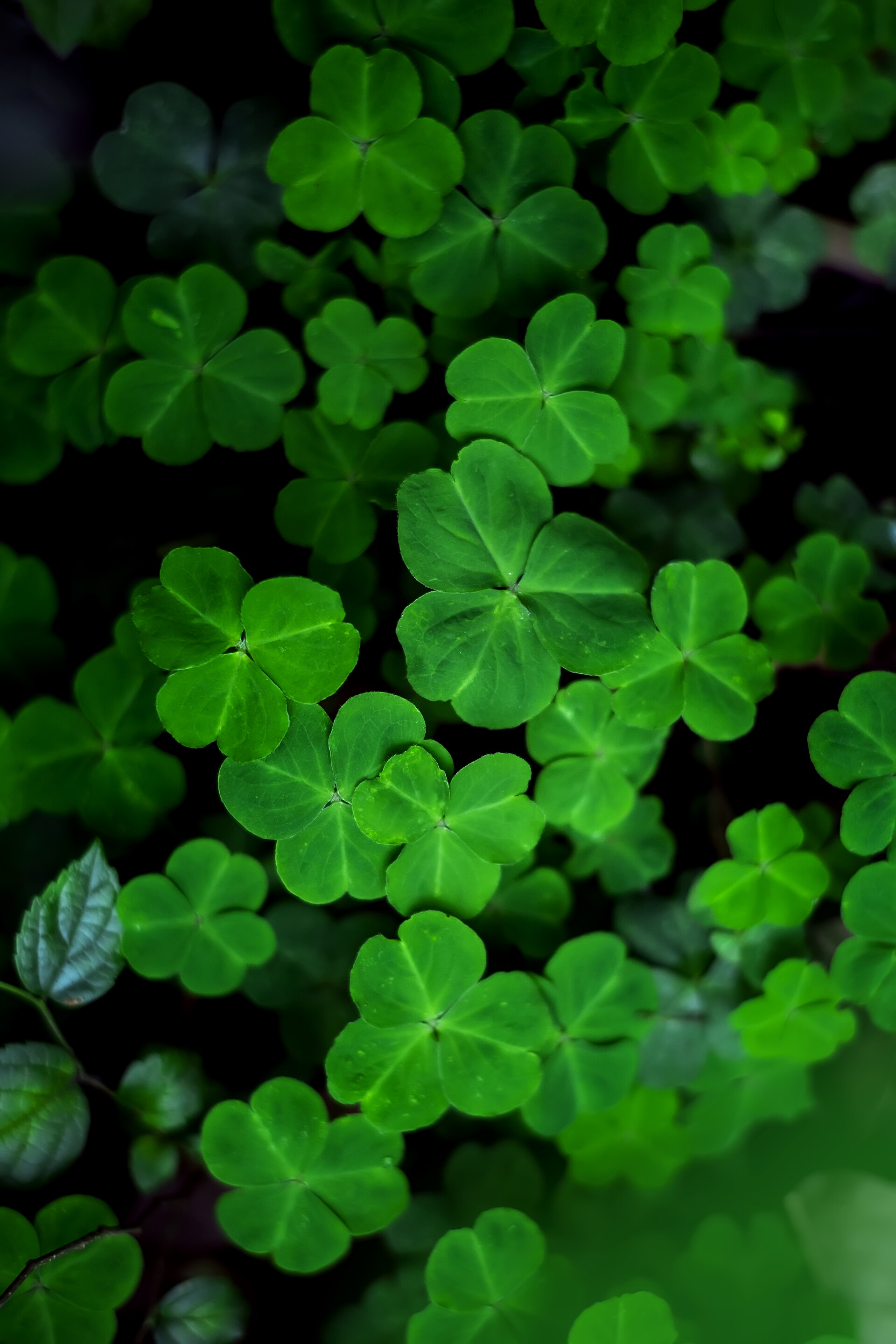 绿色四叶草草地摄影图