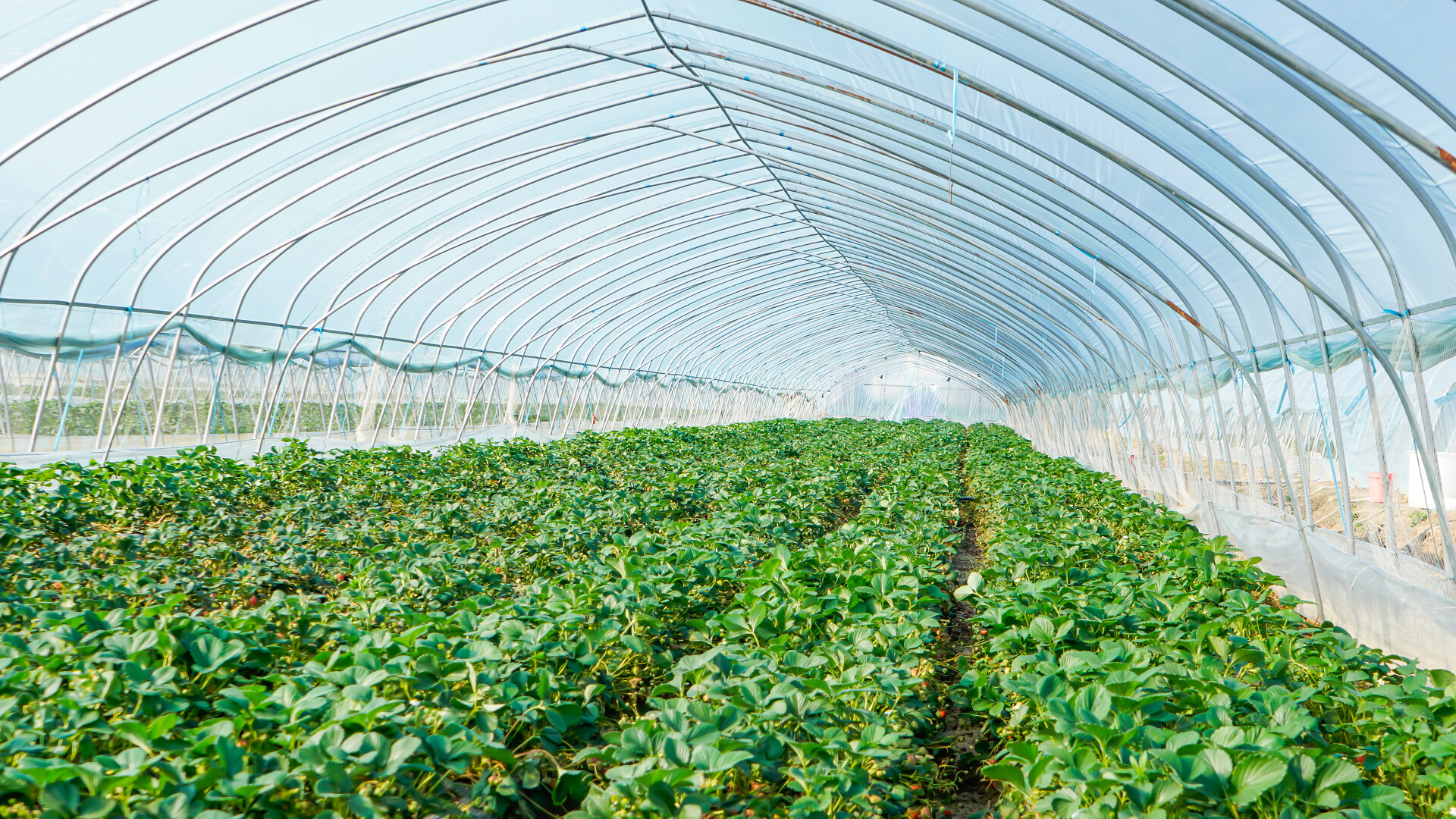 塑料大棚果蔬大棚草莓园果园