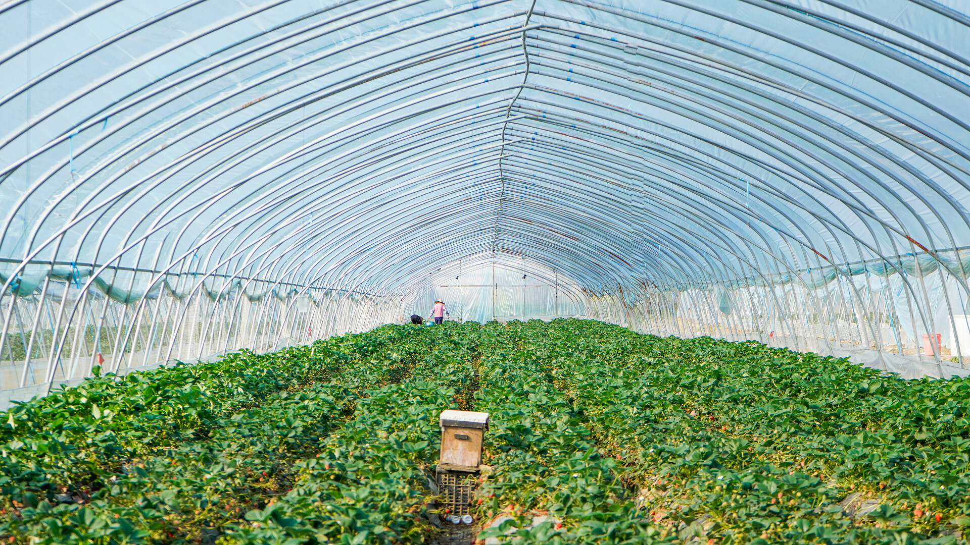 塑料大棚果蔬大棚草莓园