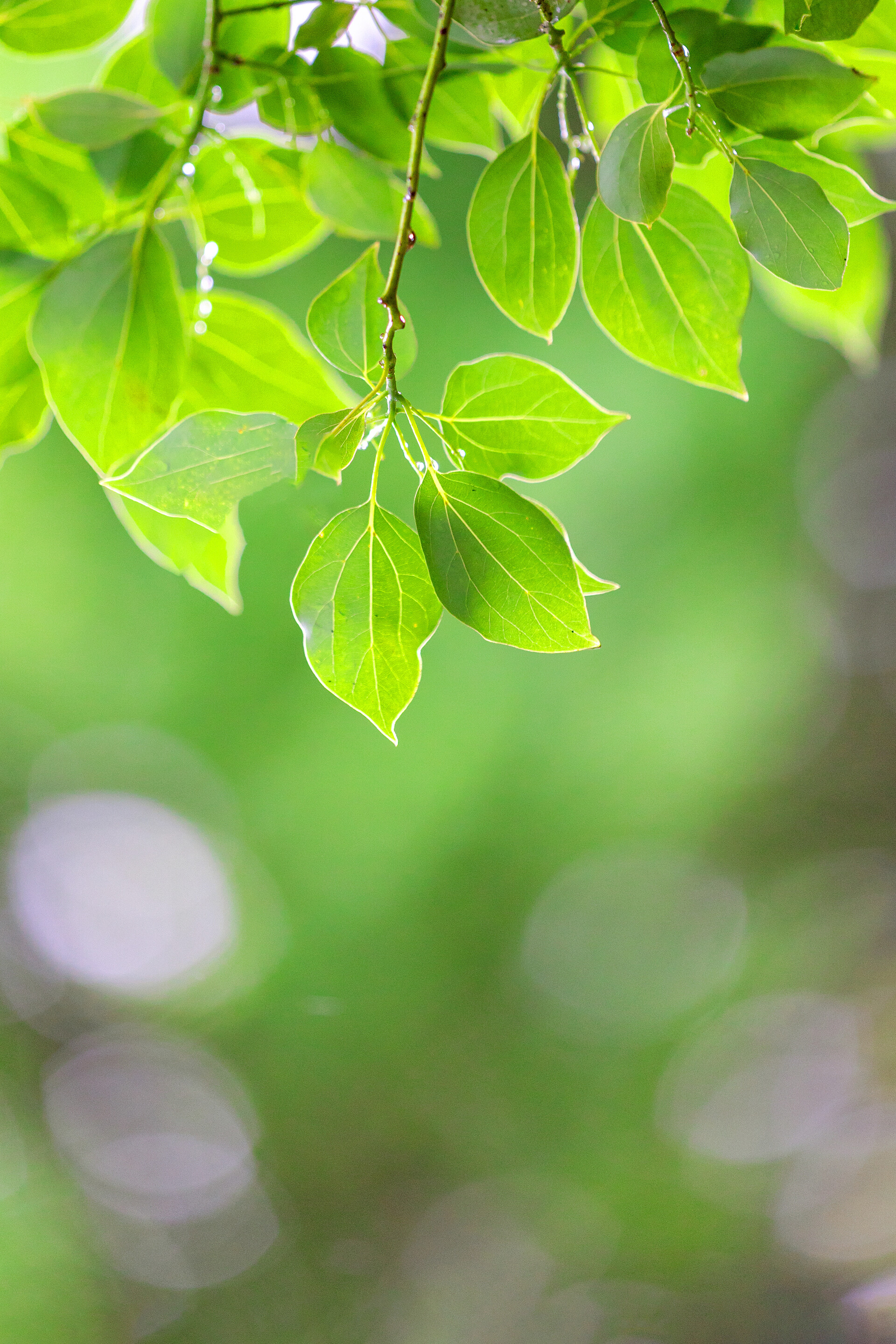 夏天绿意的树叶盛夏风景