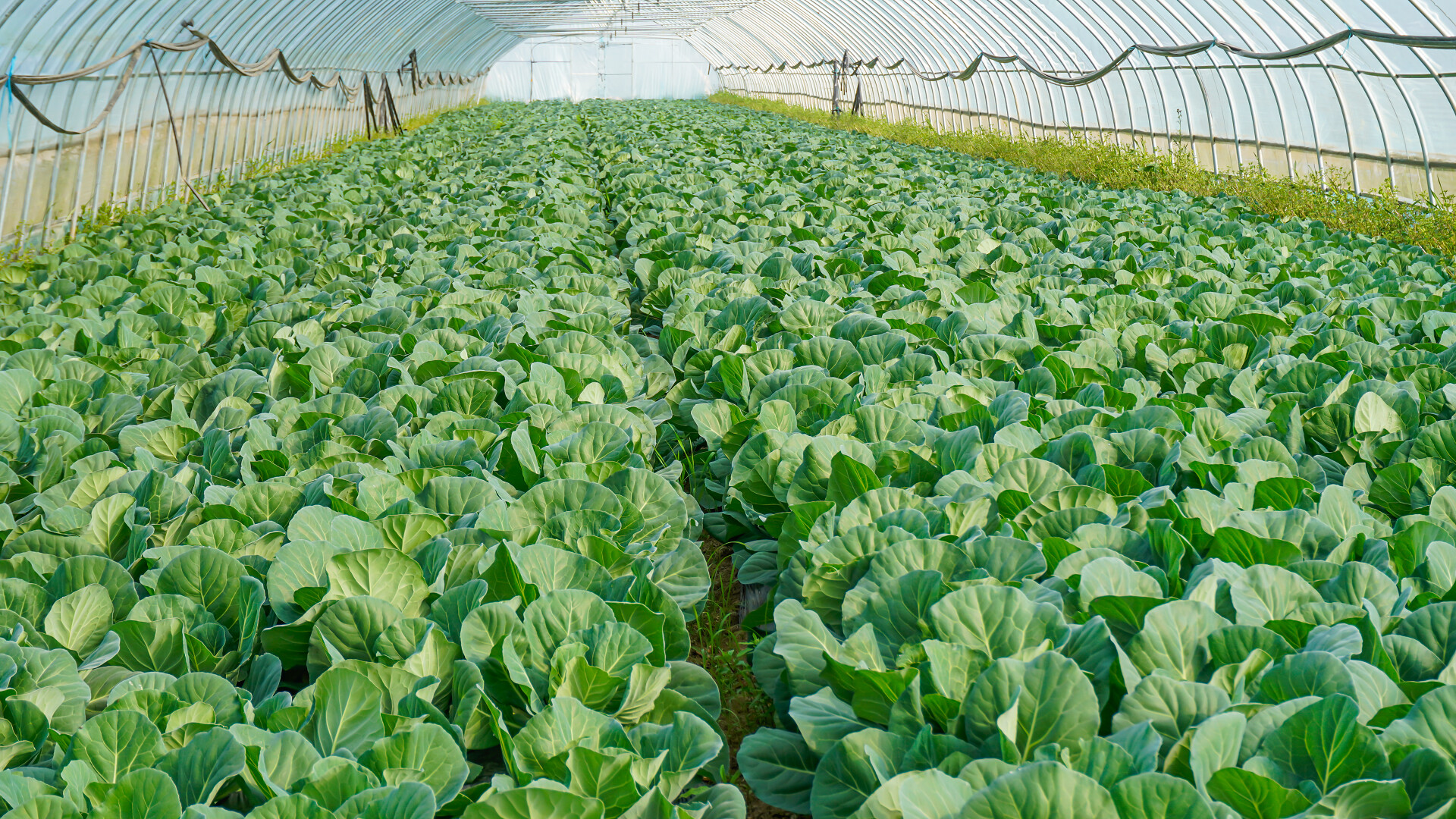 农业蔬菜大棚有机蔬菜青菜