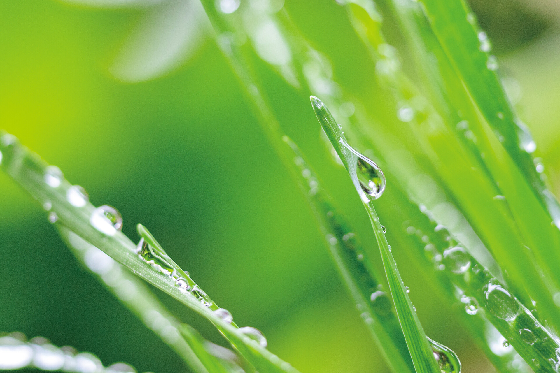 谷雨春天植物露水植物下雨