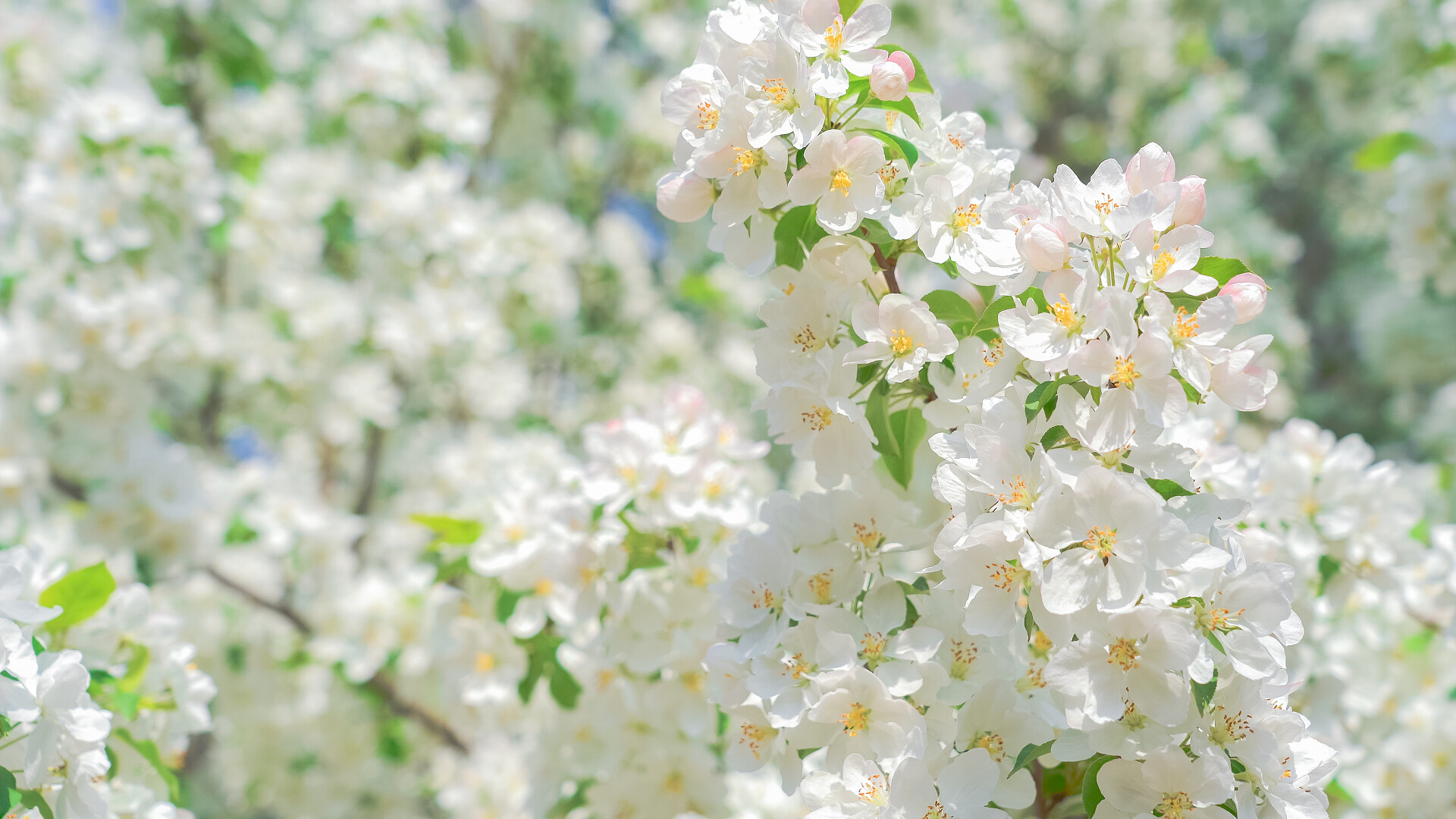 高清唯美植物垂丝海棠