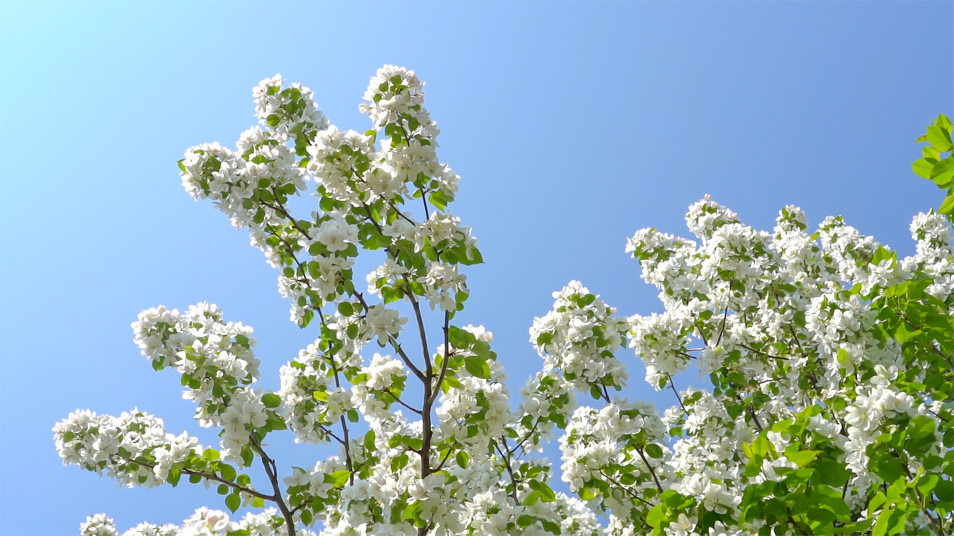 高清唯美植物垂丝海棠