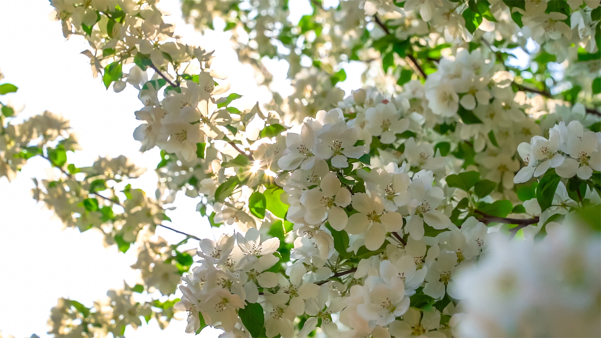 高清唯美植物垂丝海棠