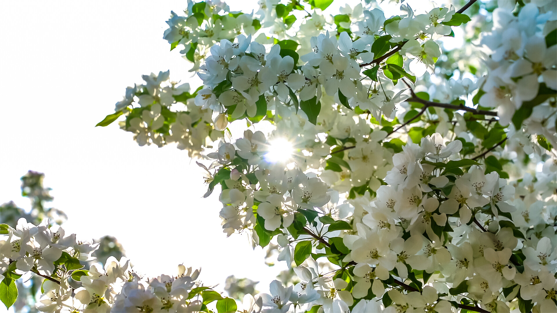 高清唯美植物垂丝海棠