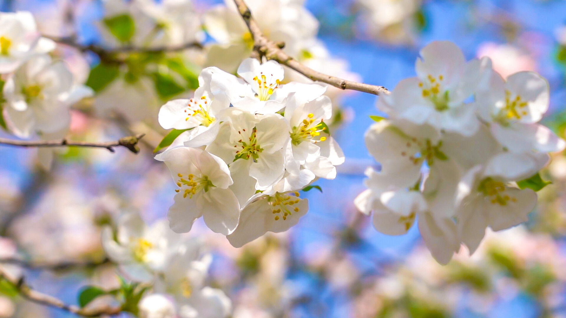 高清唯美植物垂丝海棠