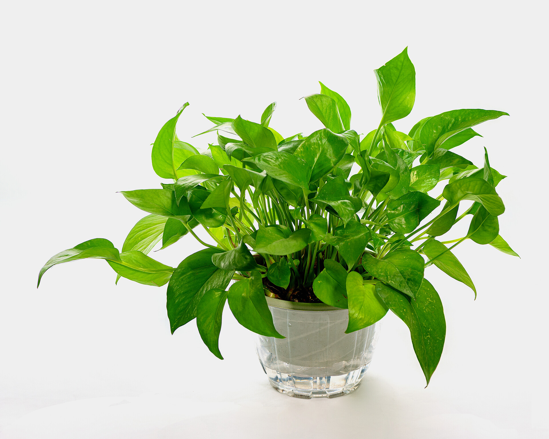 无土栽培栽的绿色绿萝