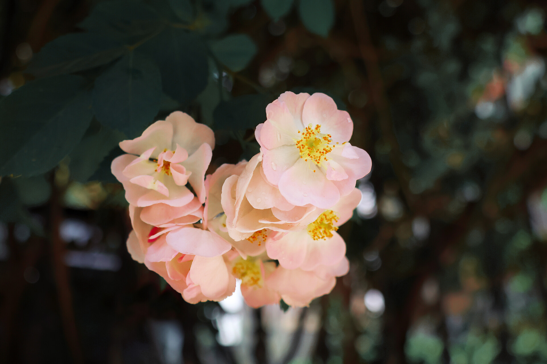 中国风蔷薇花特定