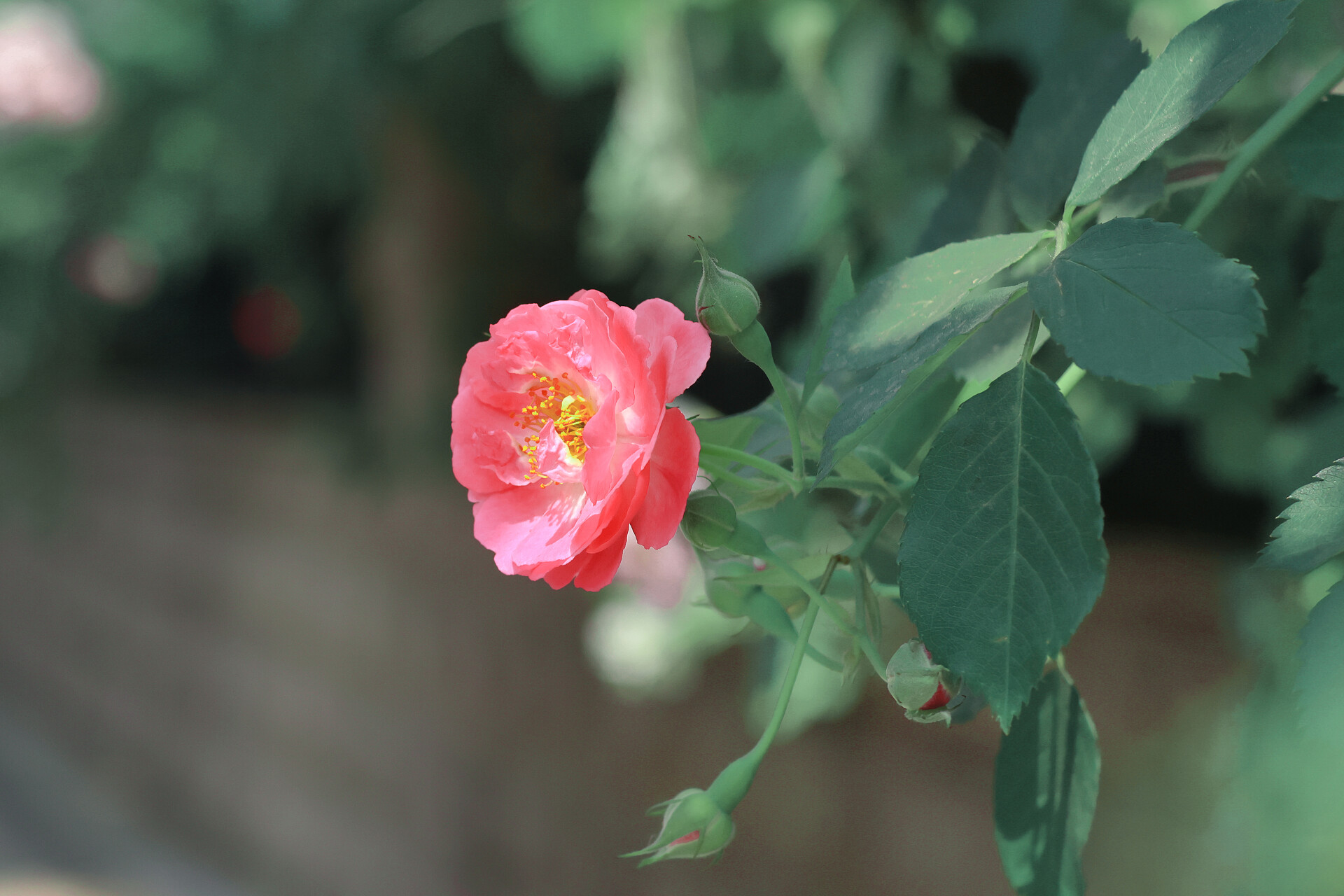 春天粉色月季花图片