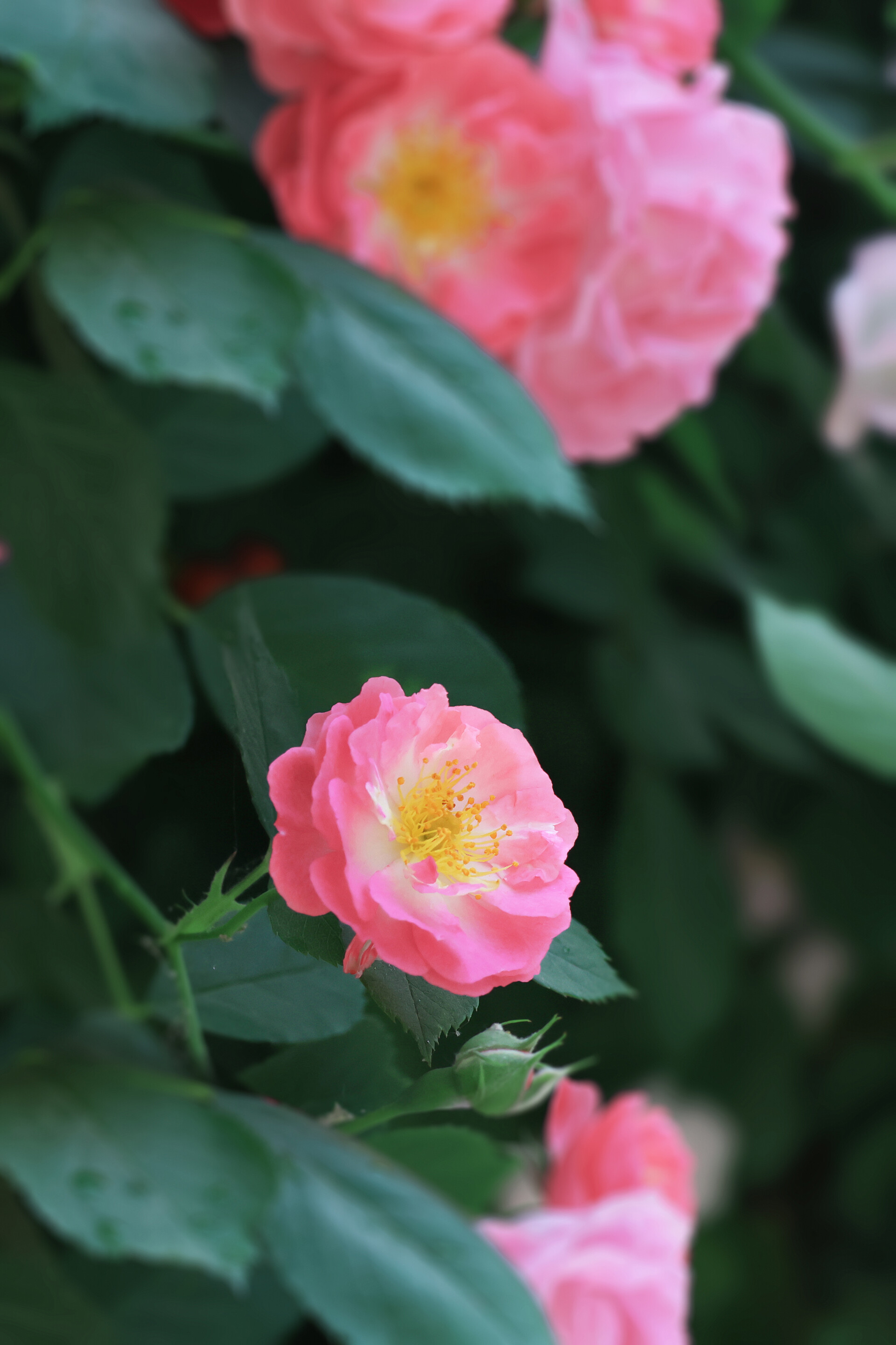 蔷薇花开春色满园