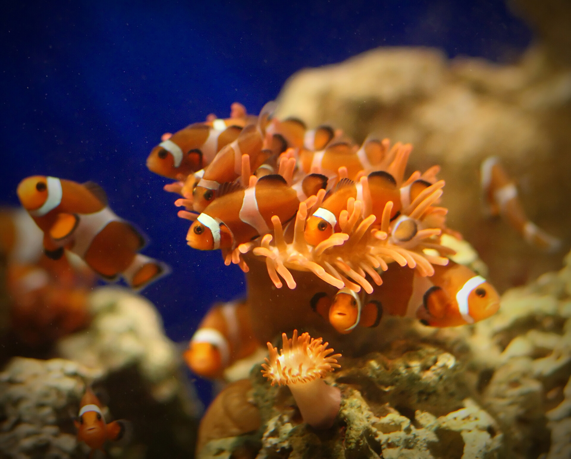 水族馆里面的鱼类热带鱼