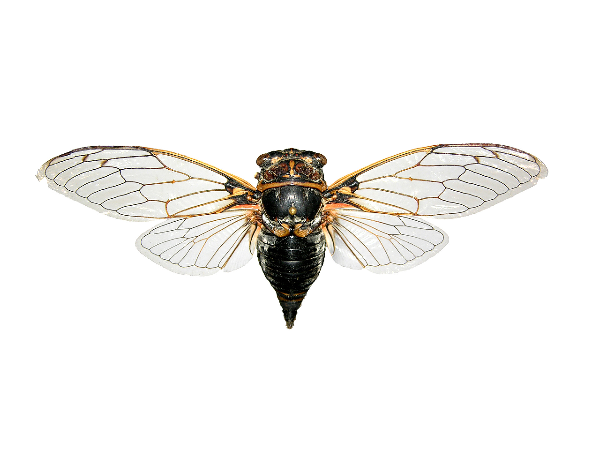 白色背景一只张开翅膀的蝉蝉