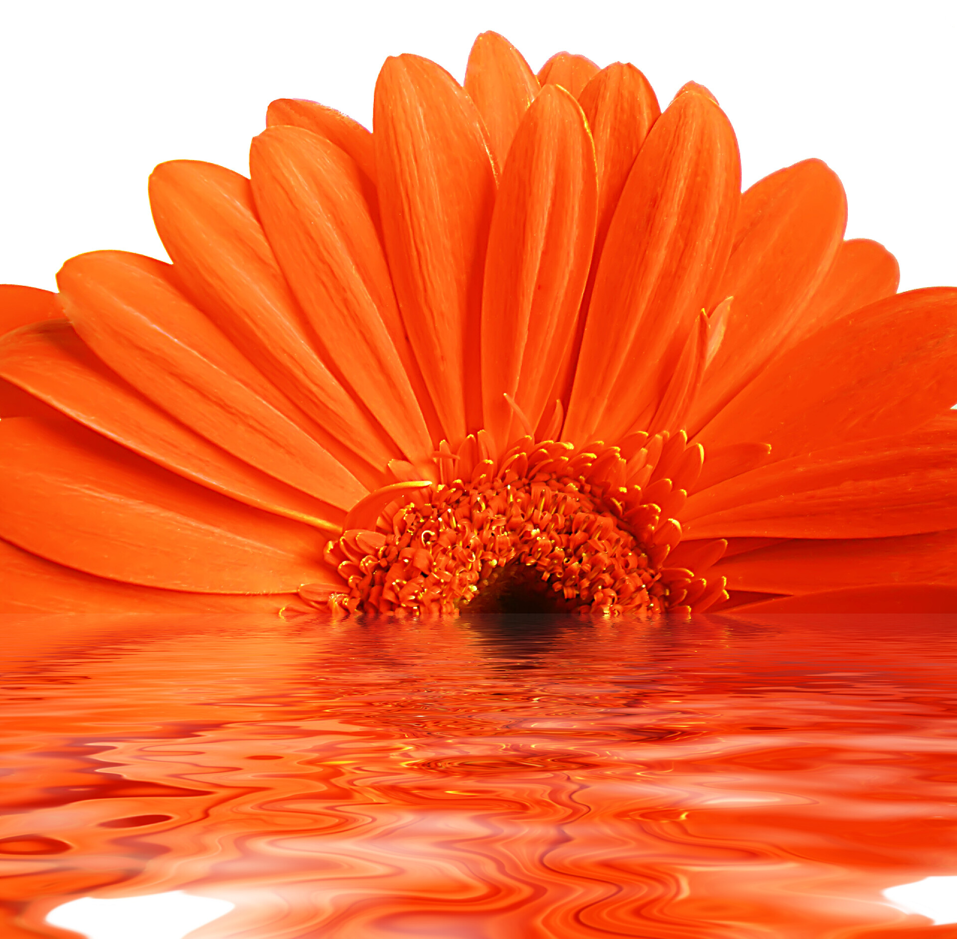 白色背景上的橙色非洲菊花卉非洲菊花卉