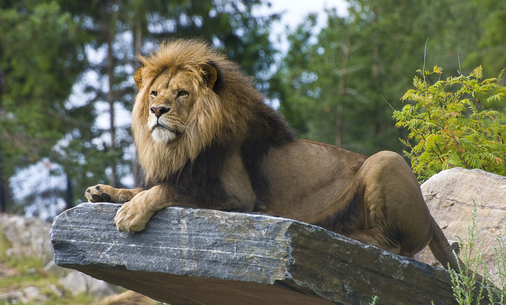 大狮子趴在岩石上的场景大猫