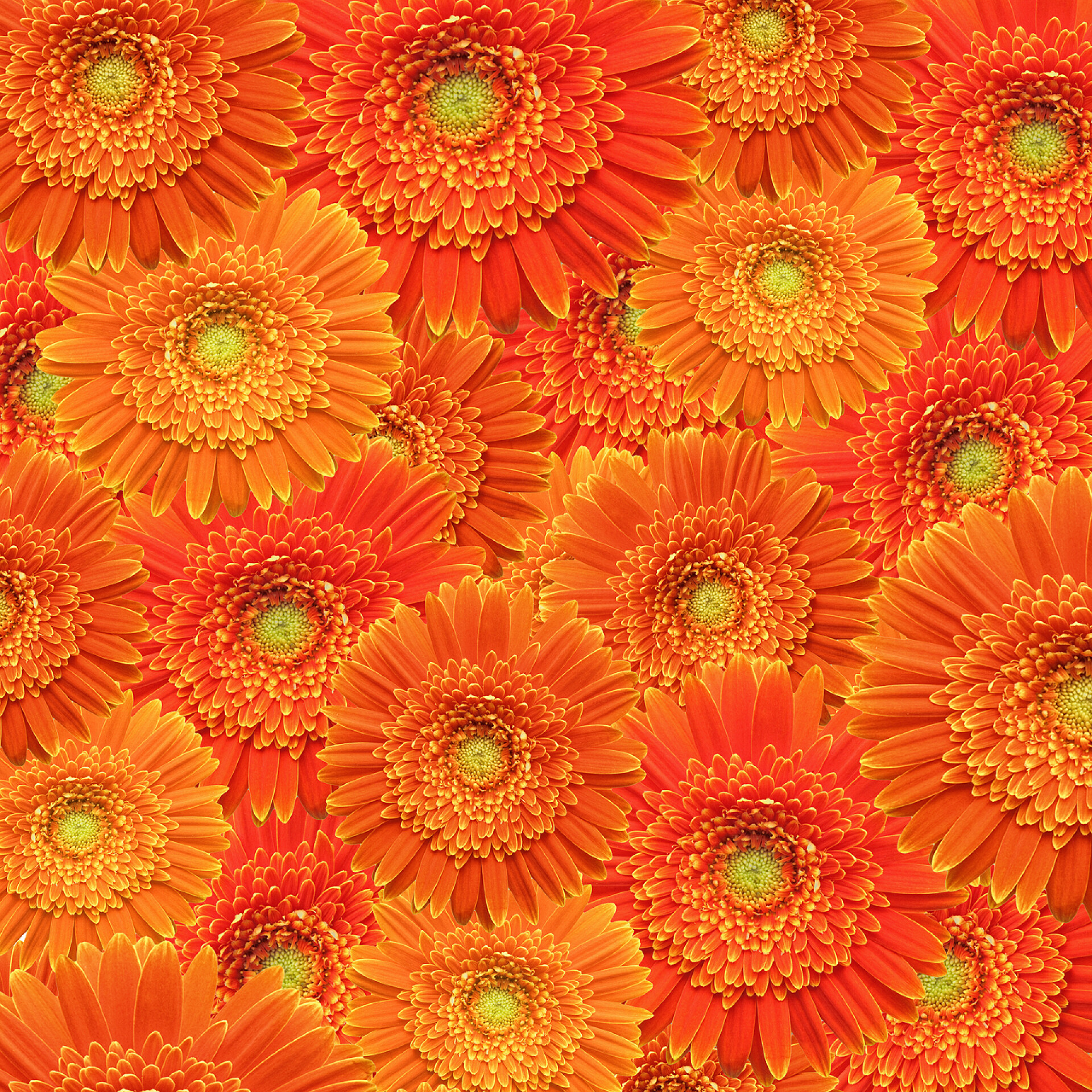 橙色的非洲雏菊花背景