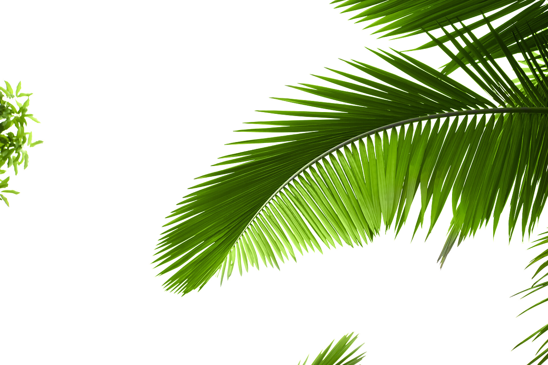 白色背景棕榈树的绿叶棕榈树的叶子