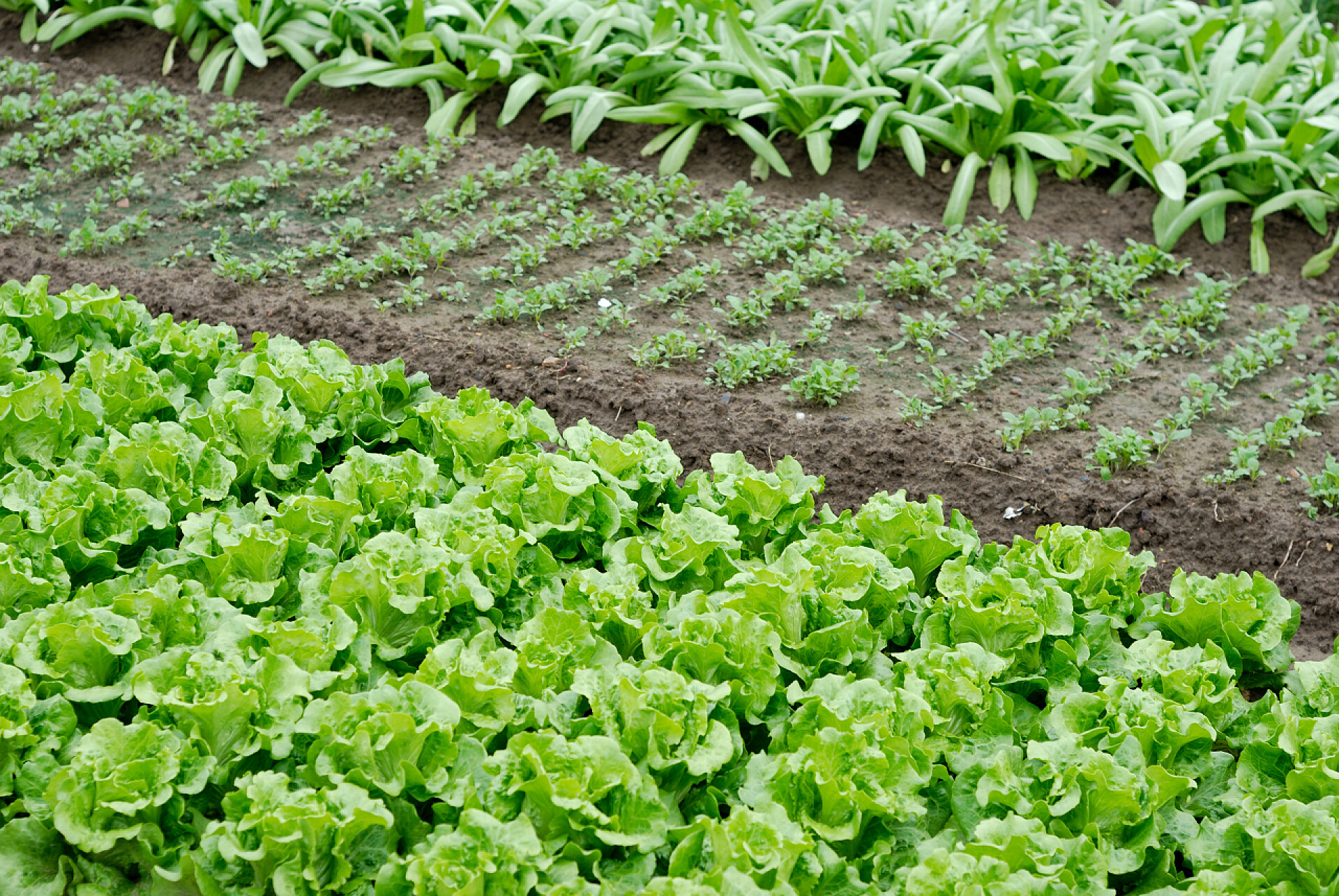 在菜地种植青菜蔬菜的菜圃