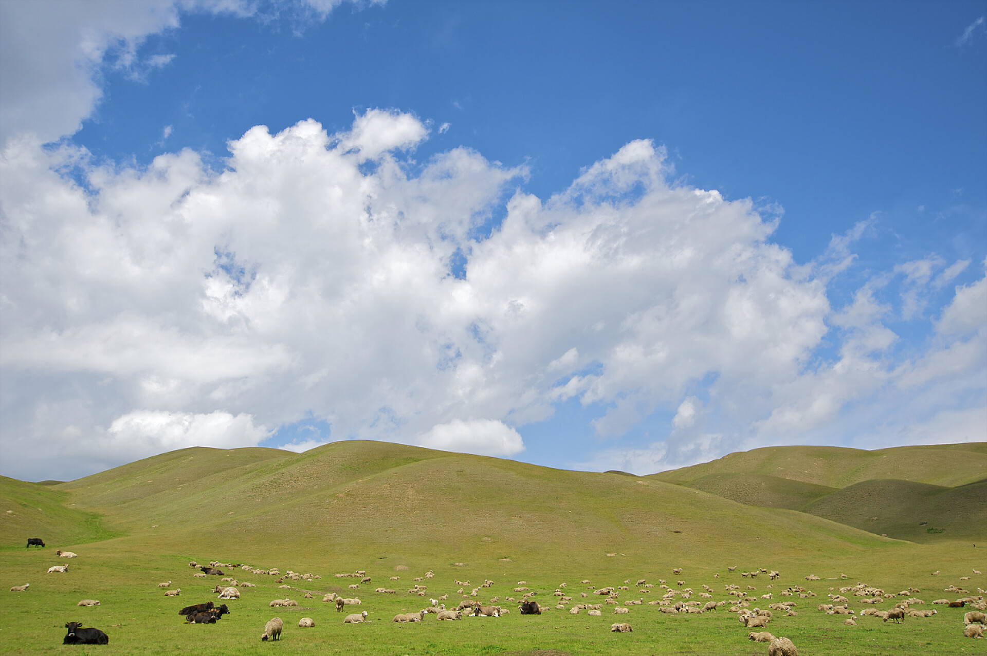 草地上的牧羊群与许多花夏季牧场绵羊牧群