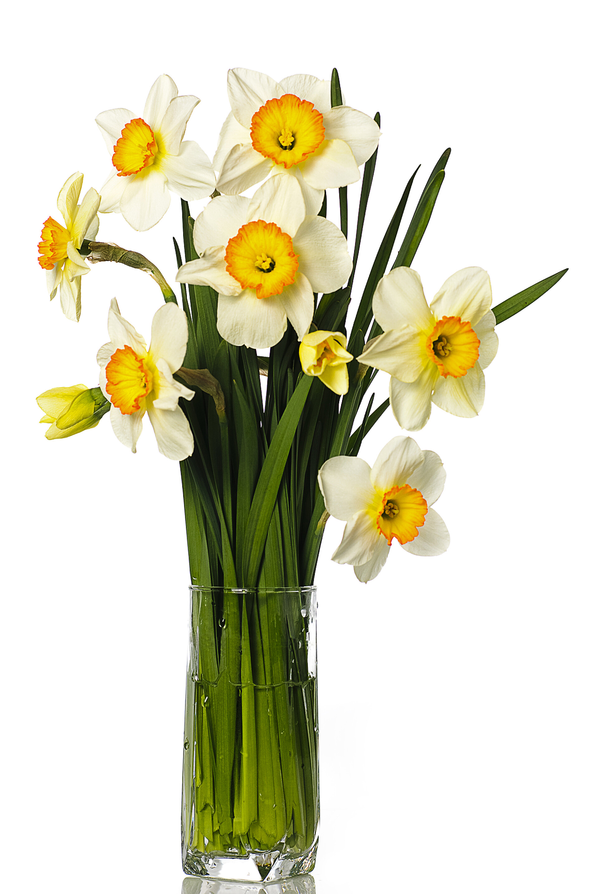 白色背景上一瓶盛开的鲜花水仙