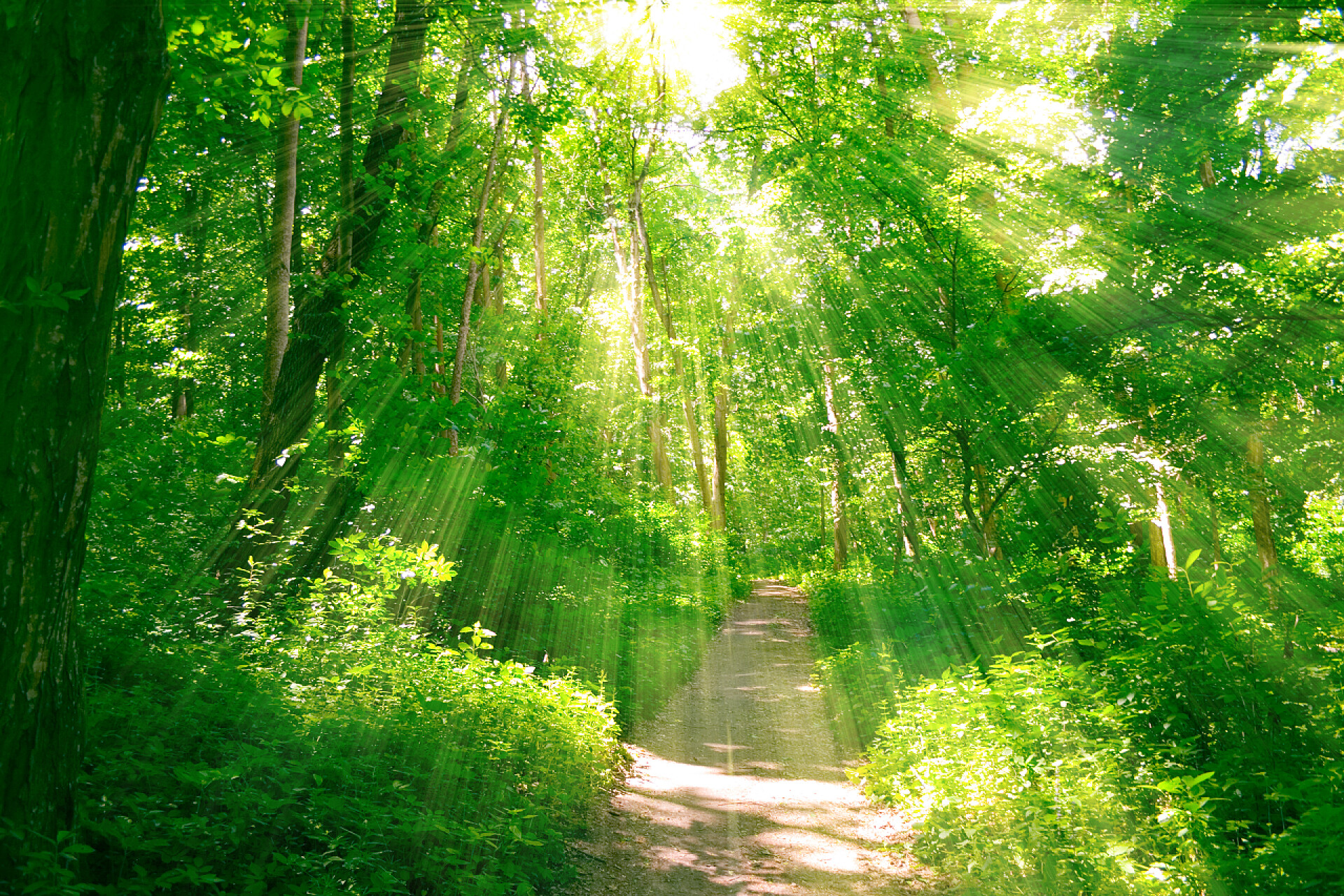 夏天阳光洒进植物茂盛的深林里森林