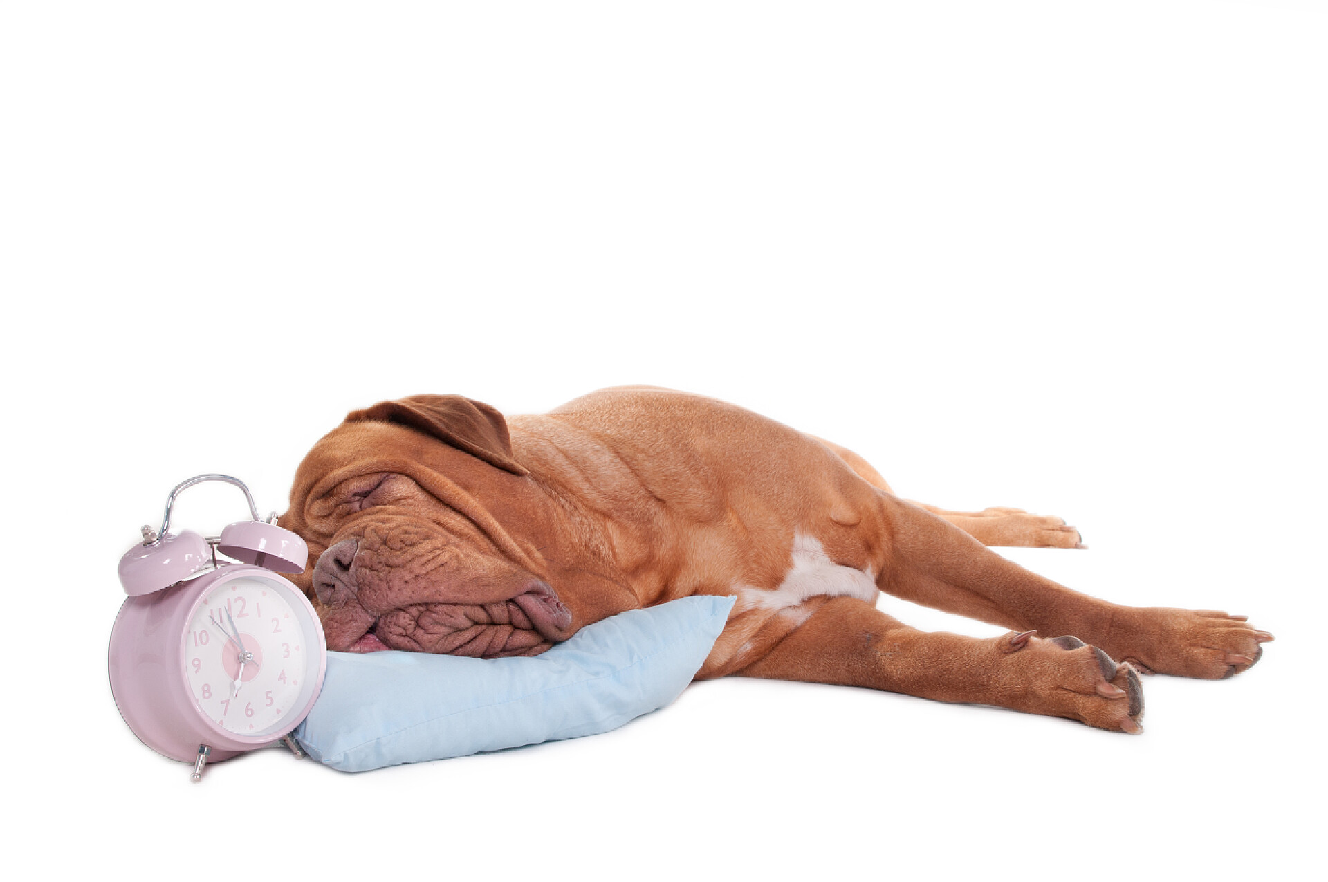白色背景舒适地睡在枕头上的大狗带有时钟的狗
