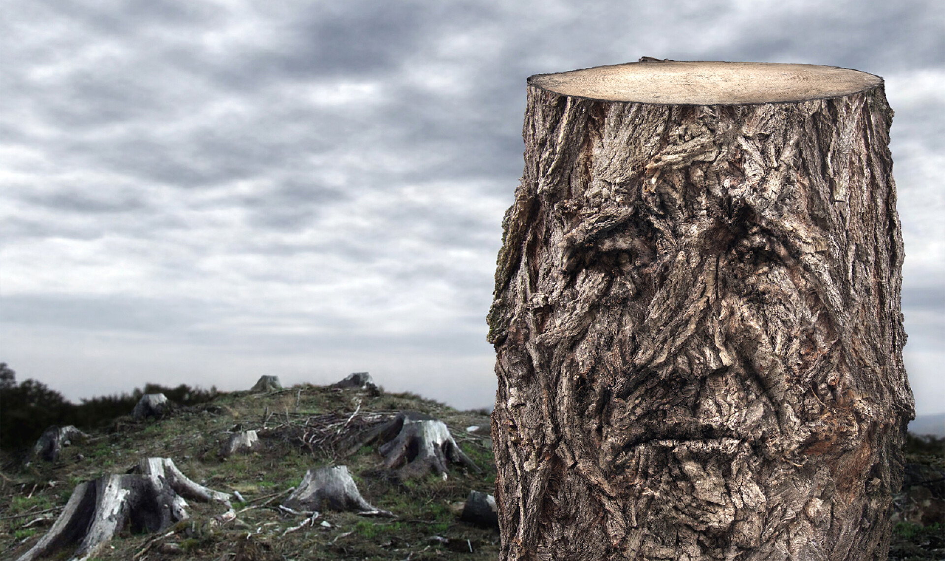 森林里被砍伐的大树露出伤心的表情死亡森林