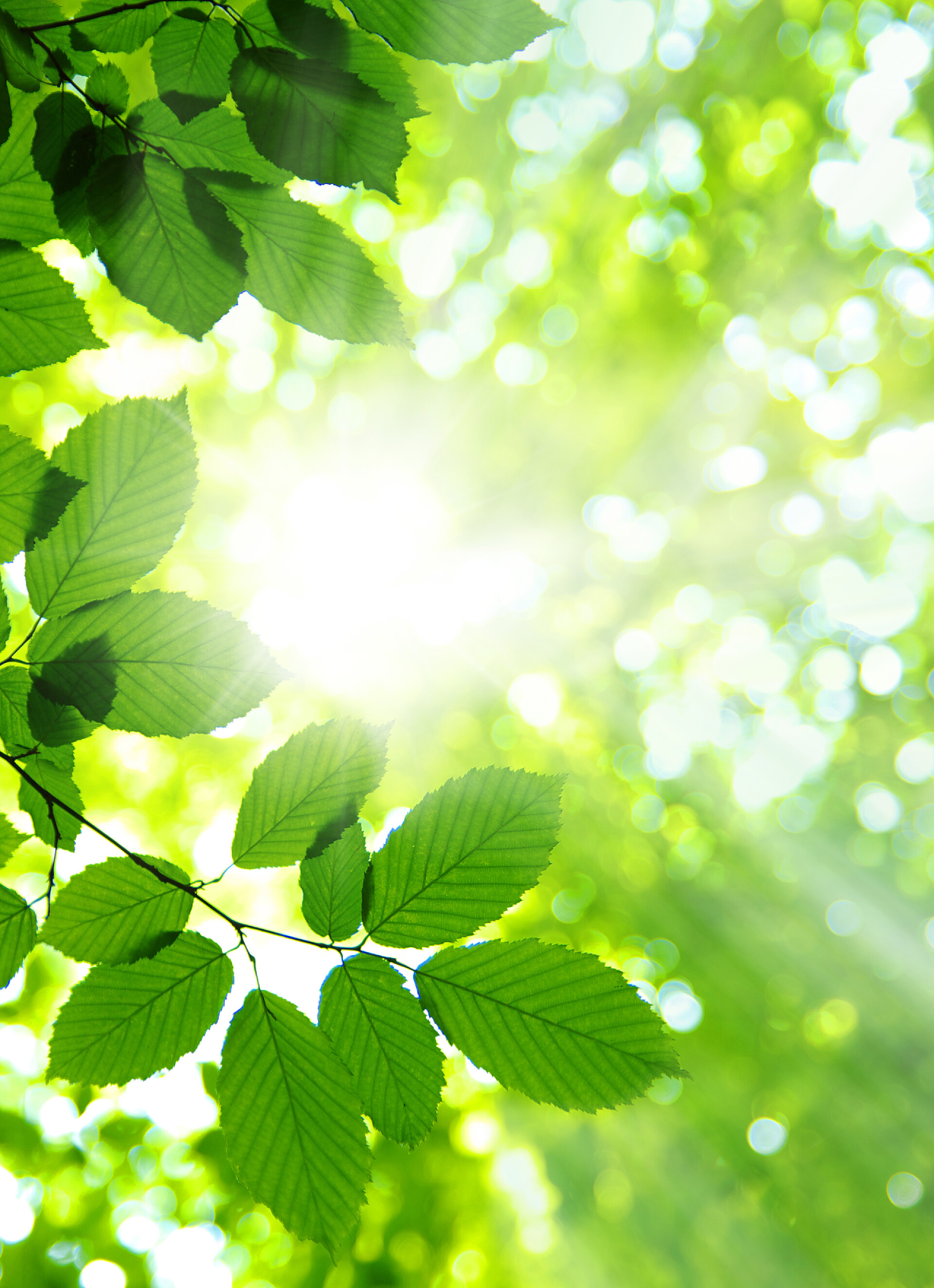 阳光透过绿色的树叶绿叶