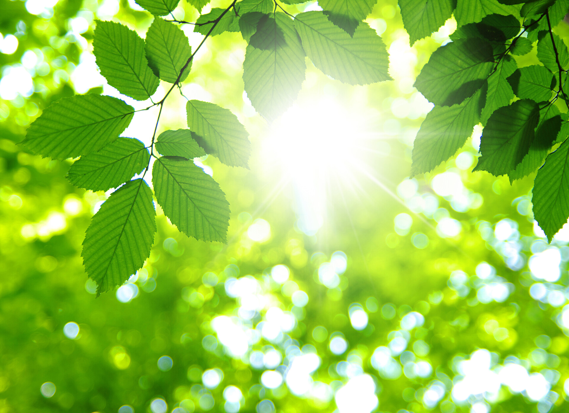 二十四节气夏至24节气夏至阳光太阳光夏日阳光透过阳光的绿色树叶绿叶