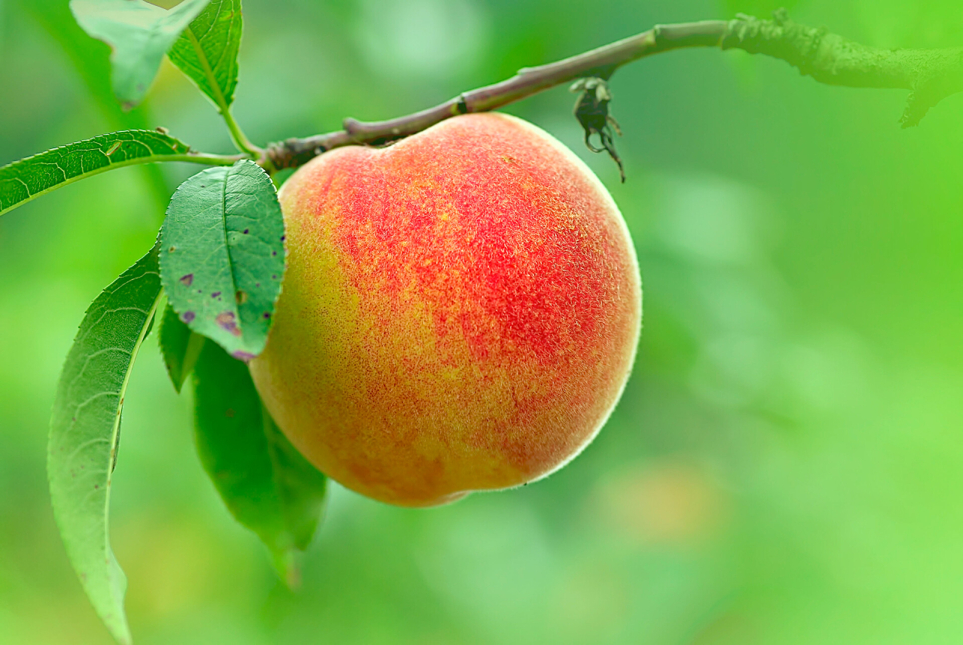 果园里成熟的桃子水桃子用好绿色供应链背景颜色