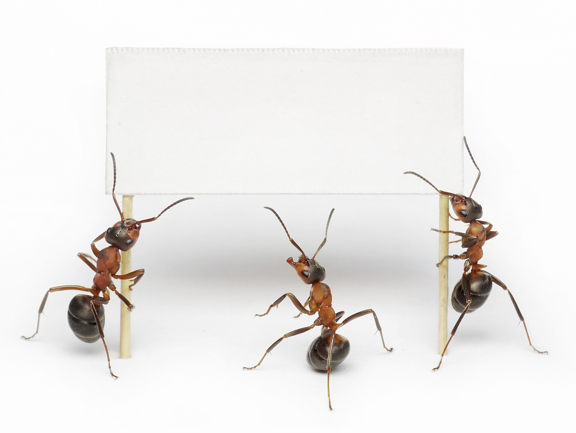 蚂蚁手拿白色木板广告牌Team of ants holding blank, placard or billboard
