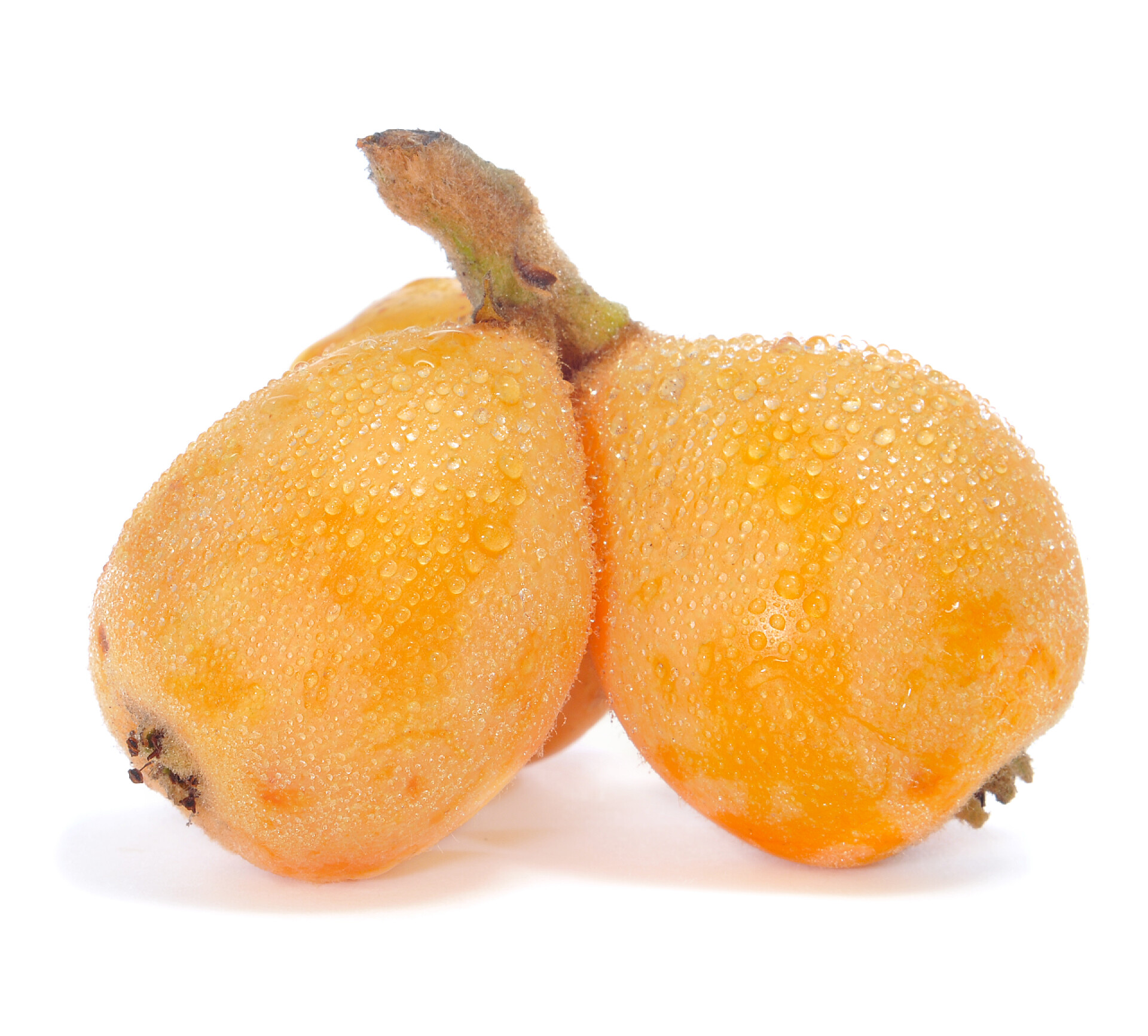 白色背景上成熟的枇杷果枇杷