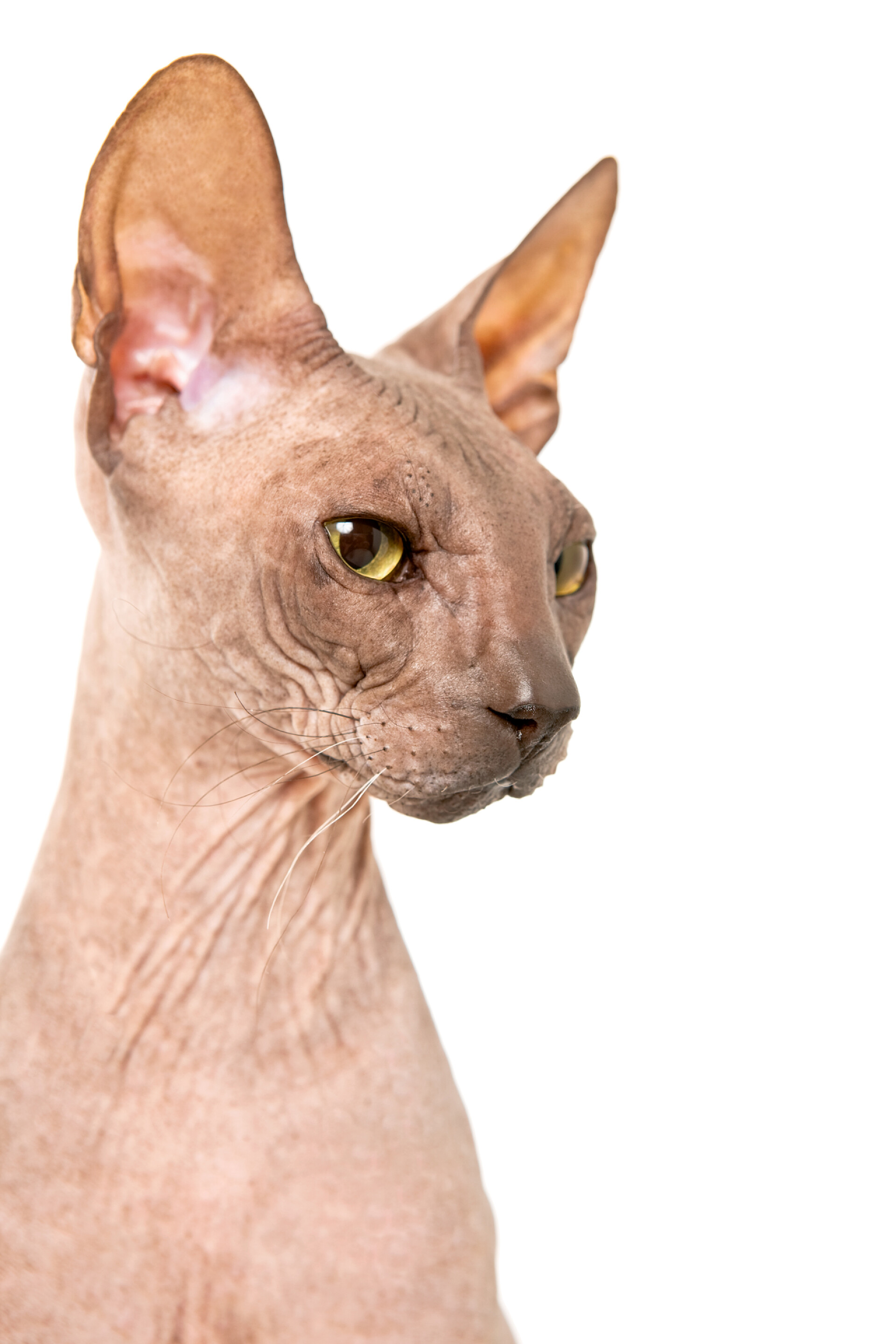 白色背景上的宠物猫唐斯芬克斯之孤立白